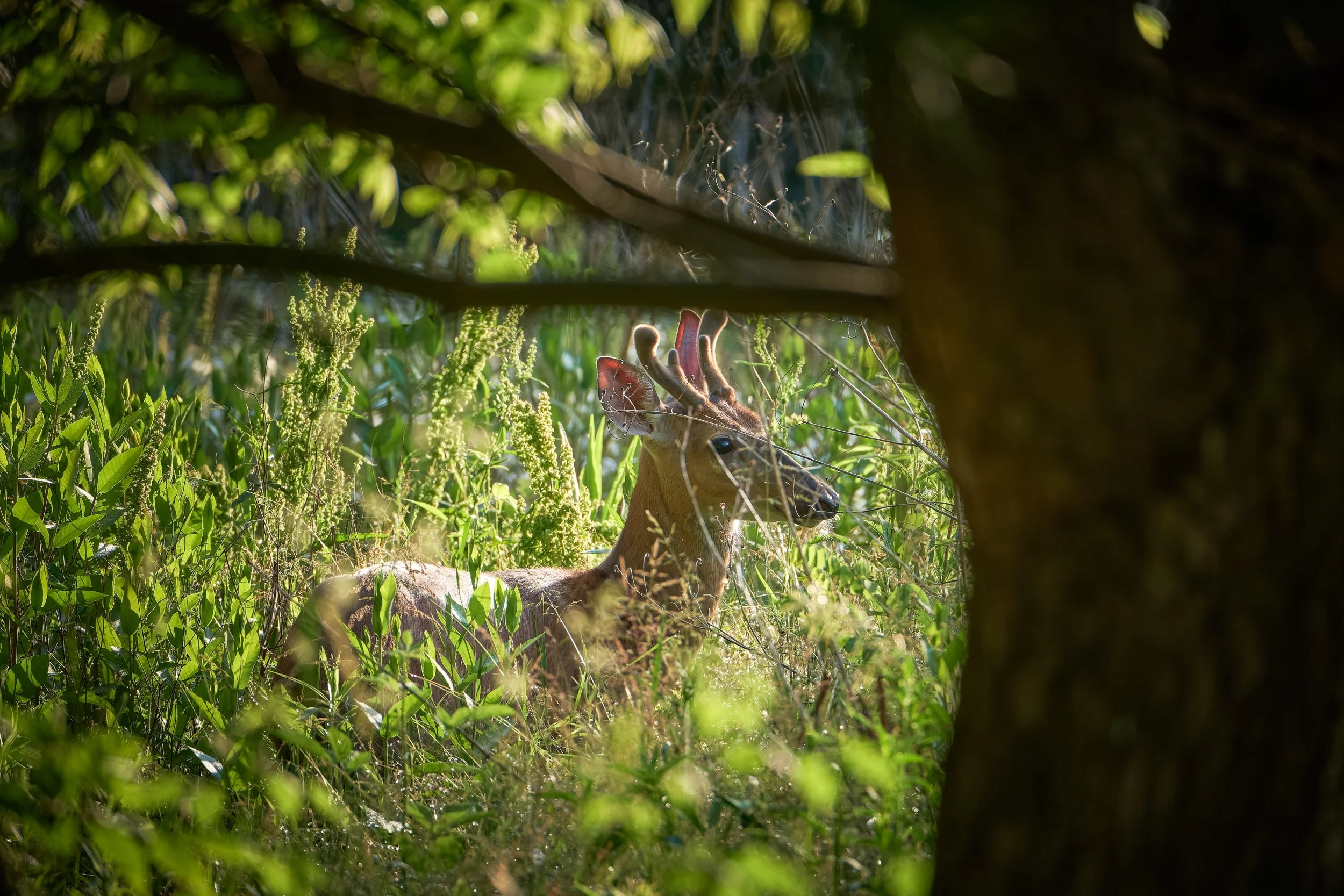 z6__DSF8712-RAF_DxO_DeepPRIMEPrint Full Size_004.jpg