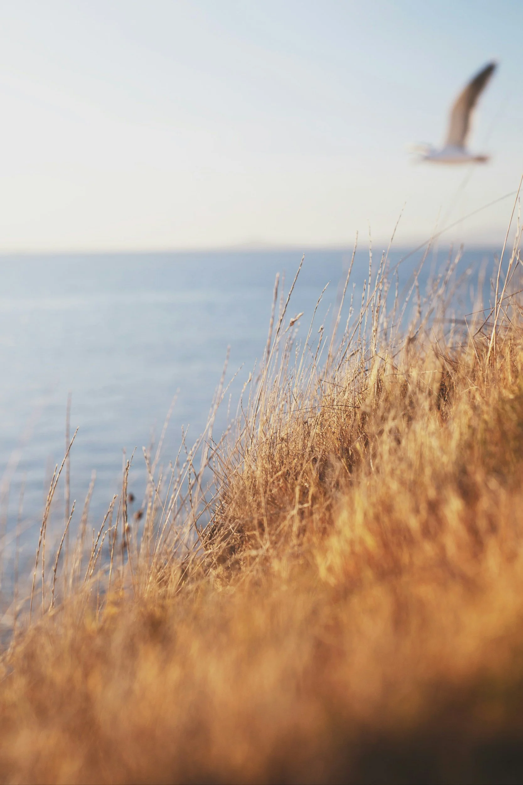 Seagull flying above dry grass with ocean in the background during daylight.