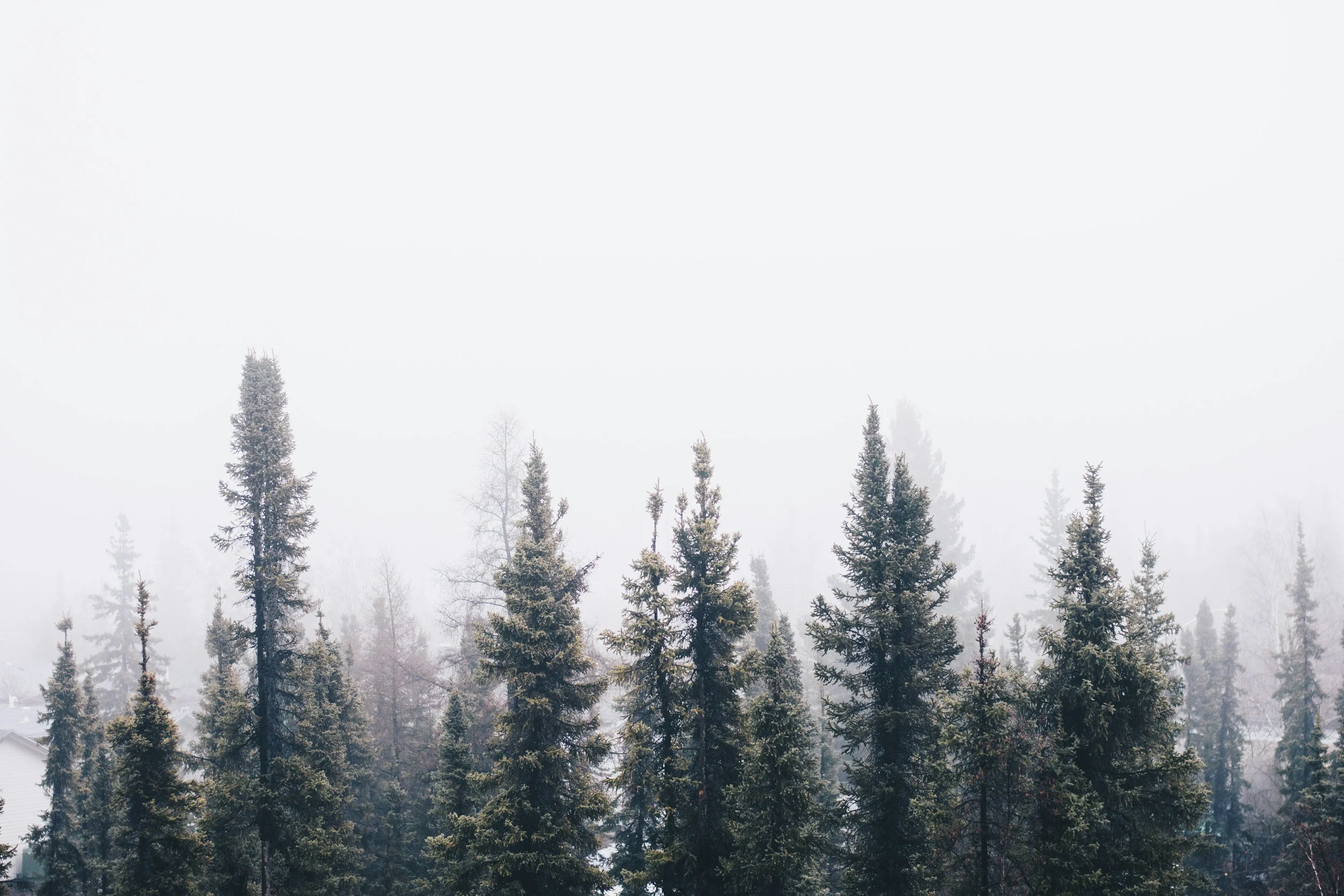 A foggy landscape with tall evergreen trees.