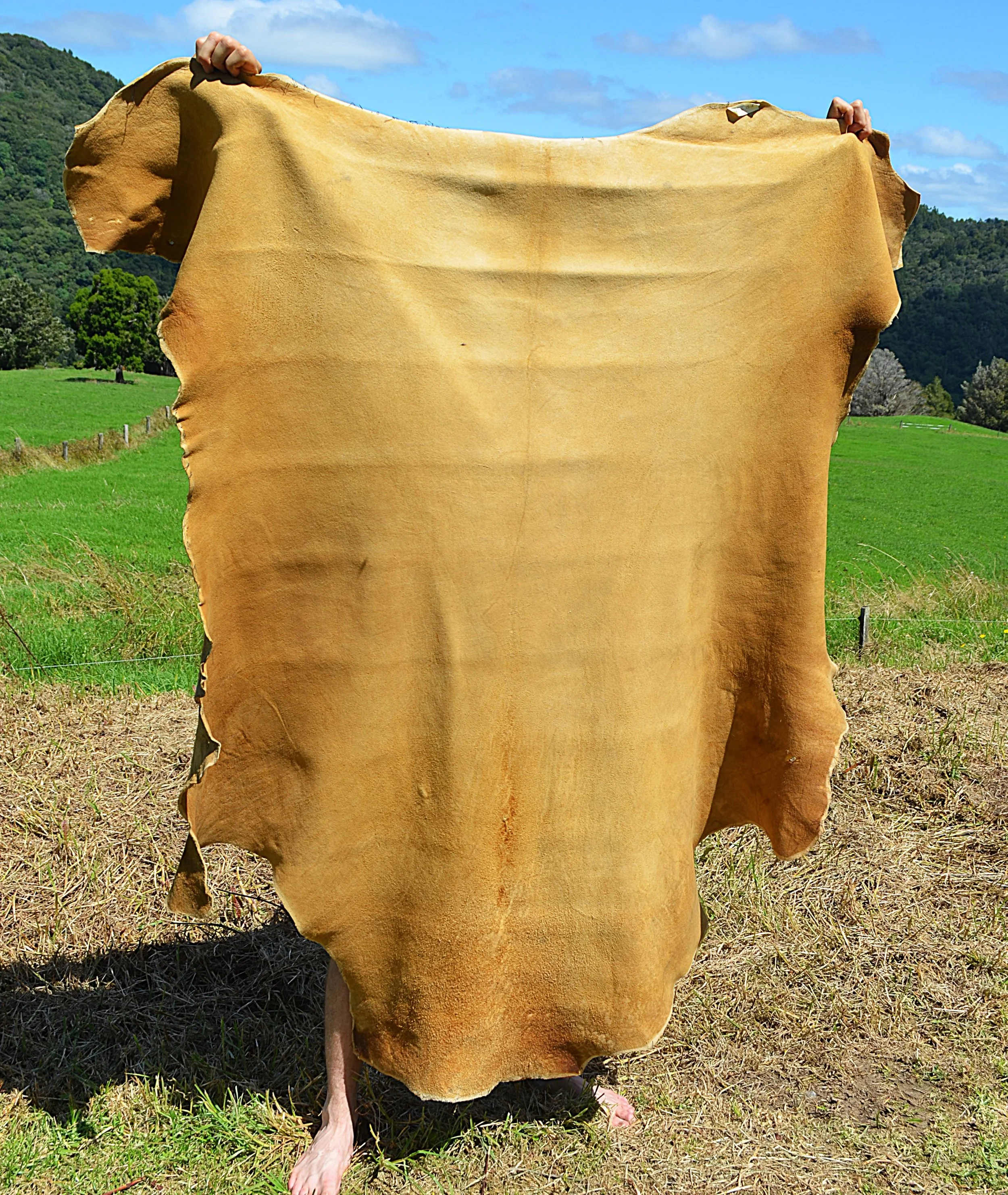 Buckskin (4)  19 Sq FT