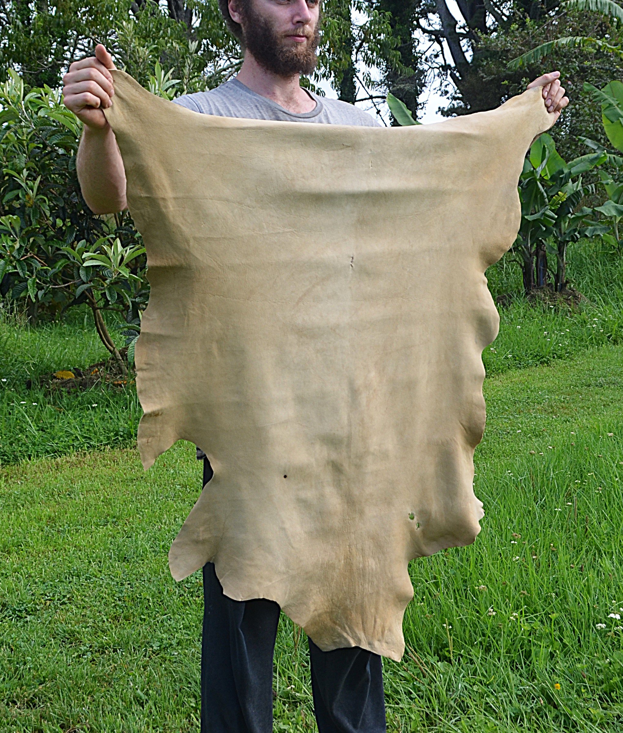 Buckskin (6) - 7.6 sq ft: FALLOW HIDE