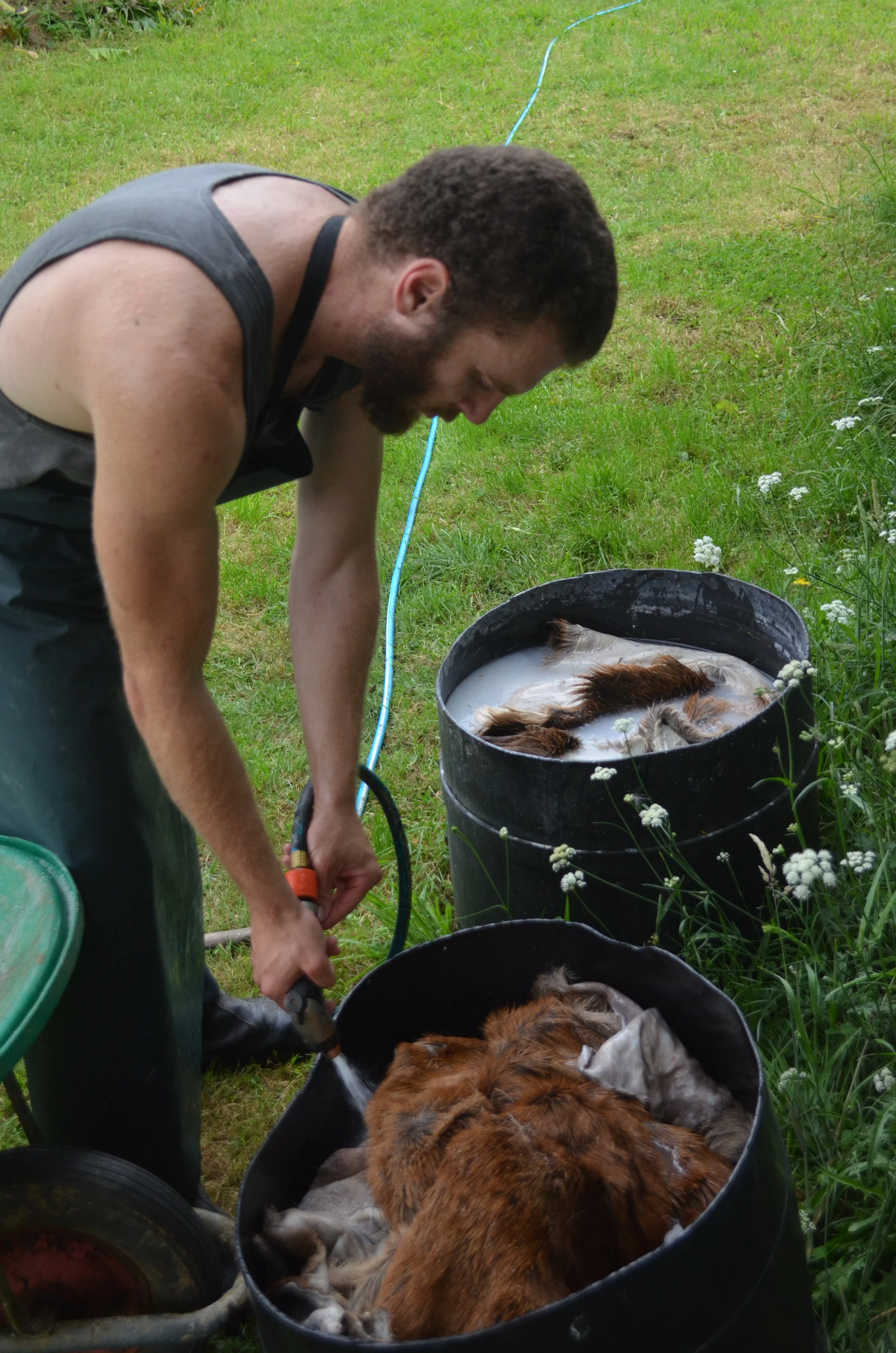 Soaking hides in water to re-moisturize.