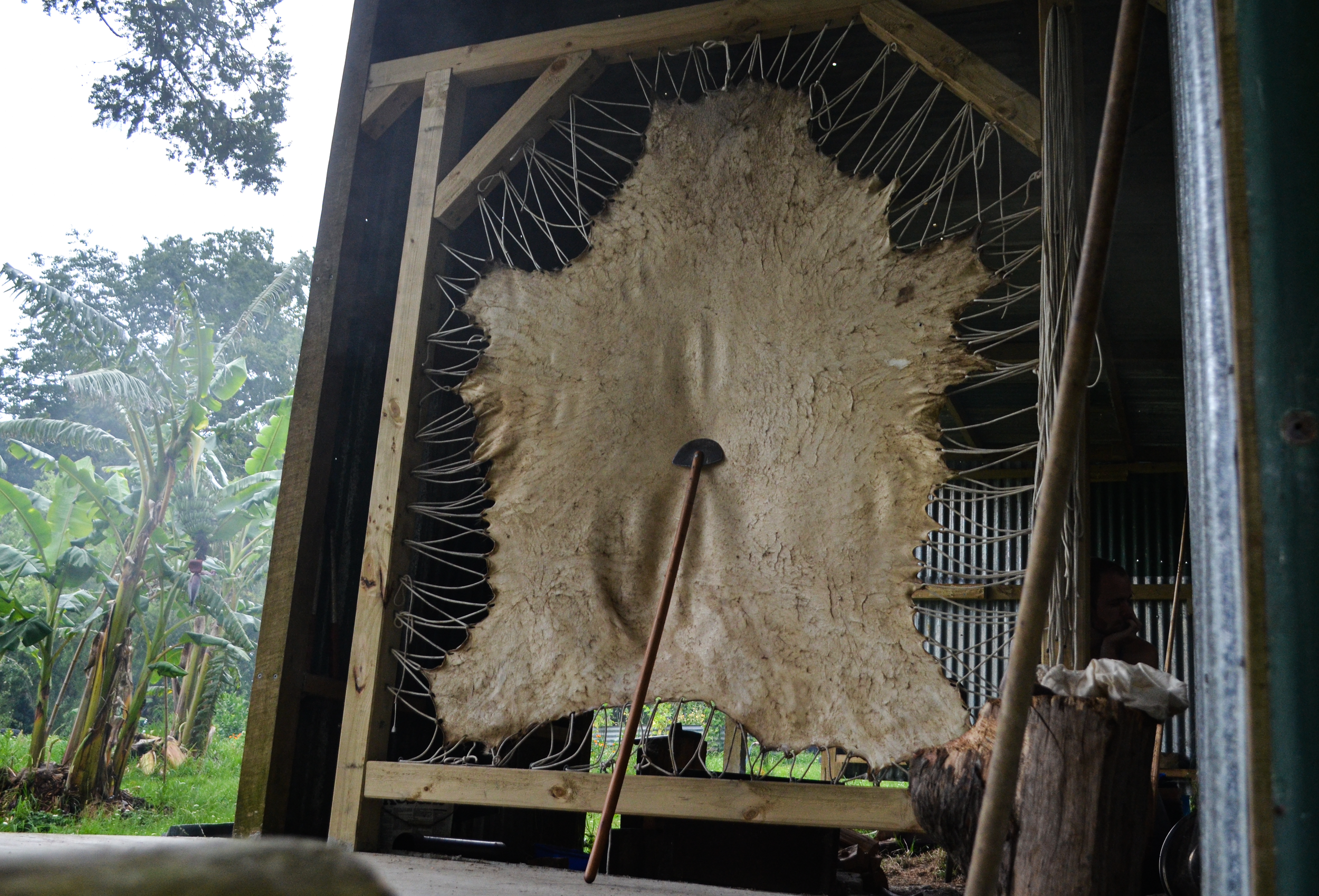 One of the larger hides in the frame.