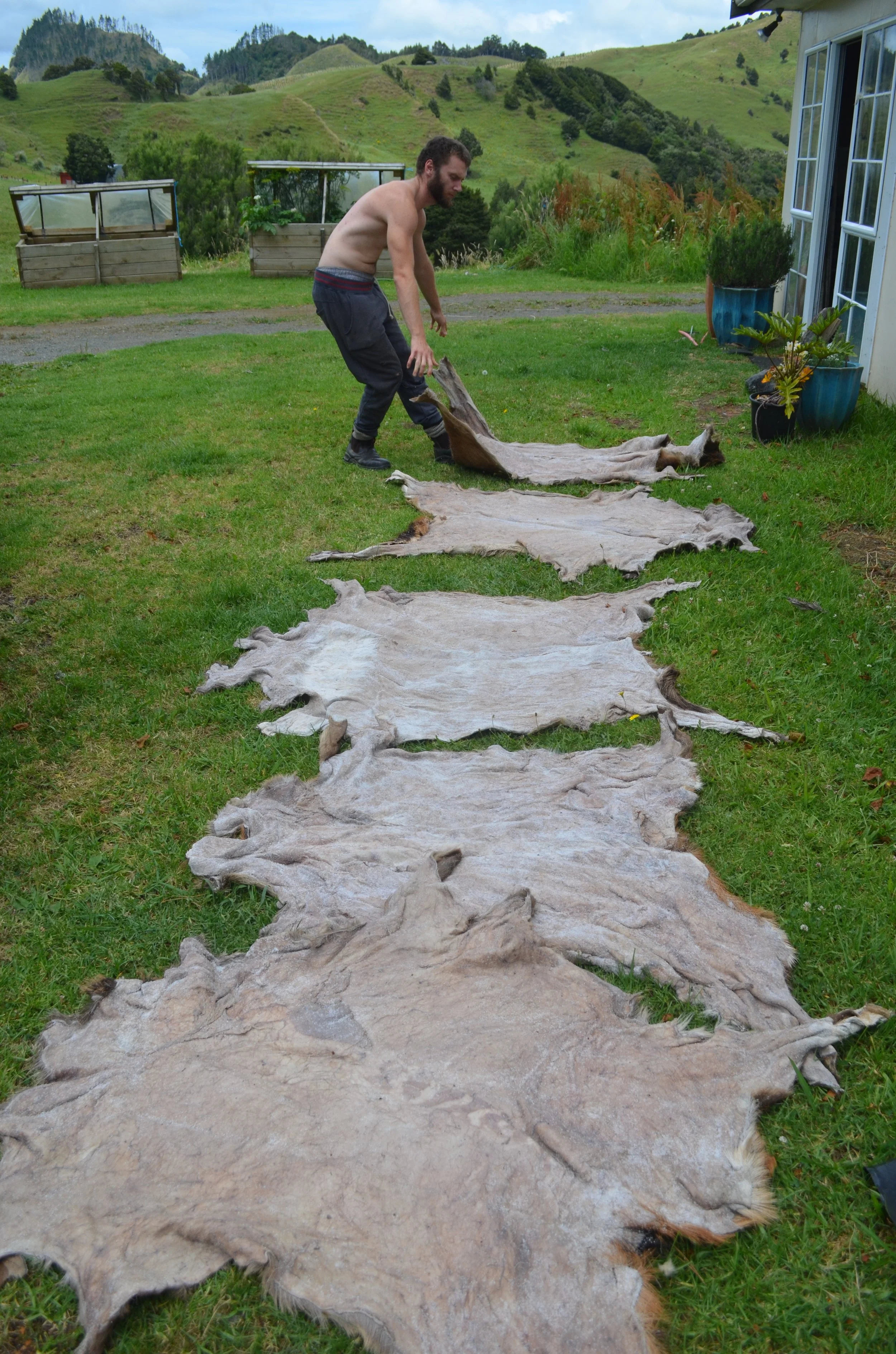 Fresh delivery of salted Red Deer hides.