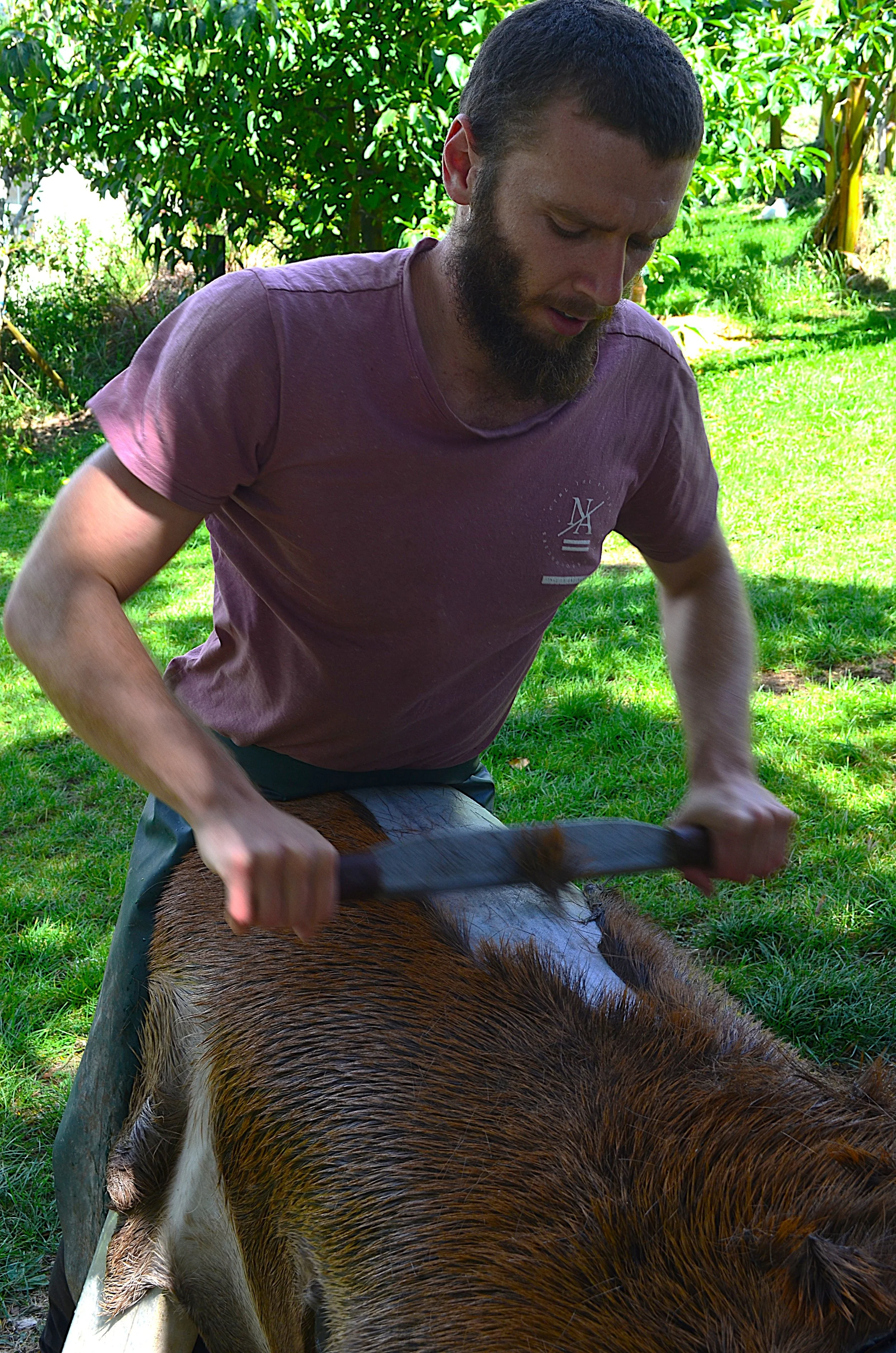 Scraping the fur/grain from the hide.