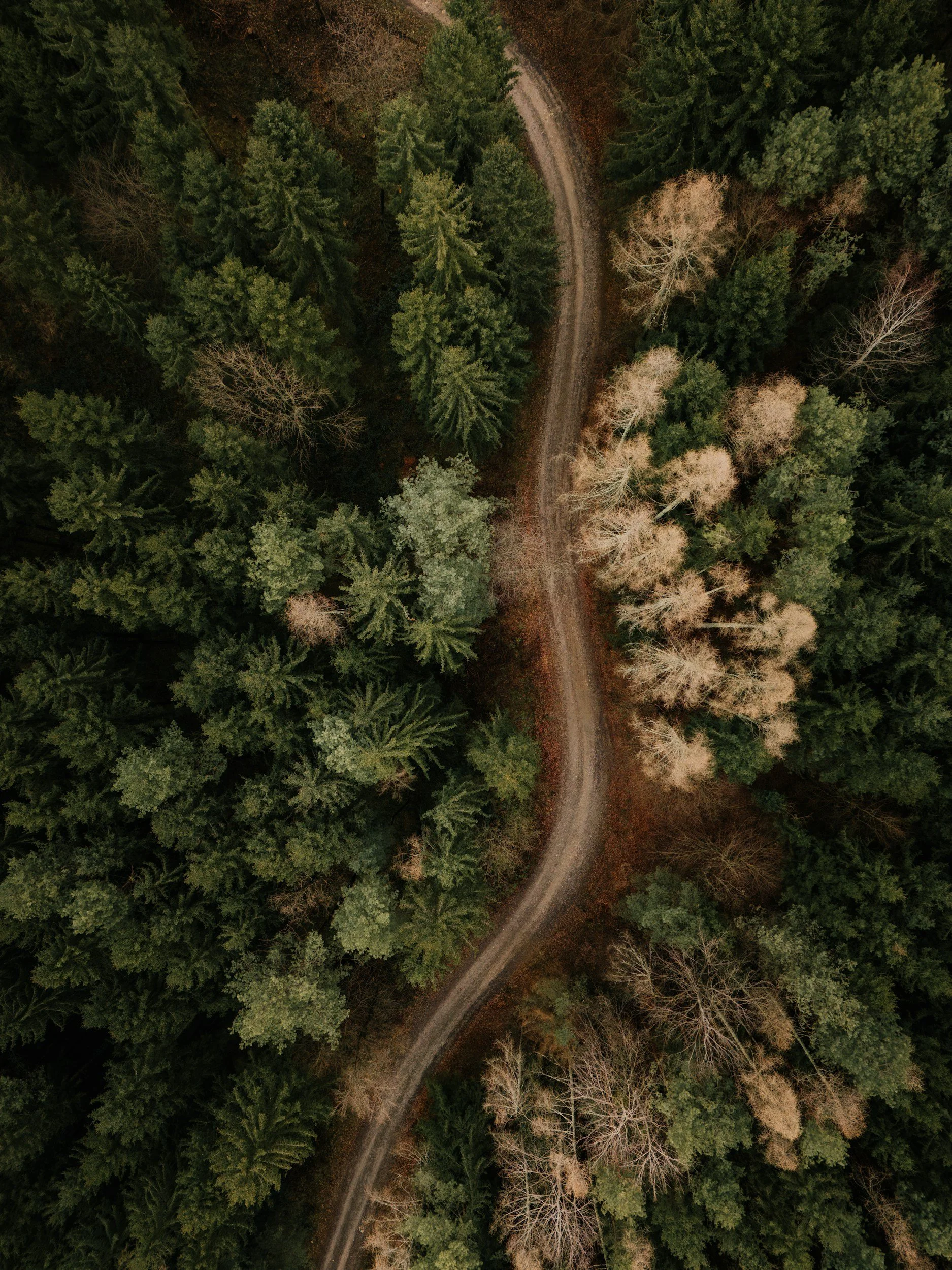 Winding forest road showing unique path in health and wellness coaching journey