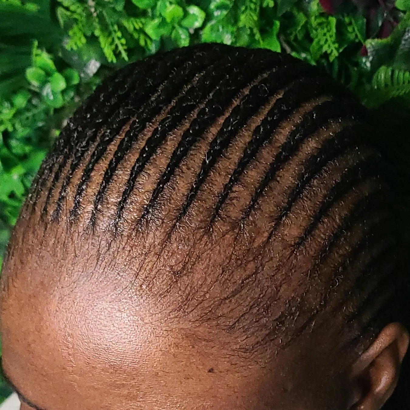 Close-up of a person's head showcasing neatly styled, braided hair with thin cornrows on a dark background of green leaves.