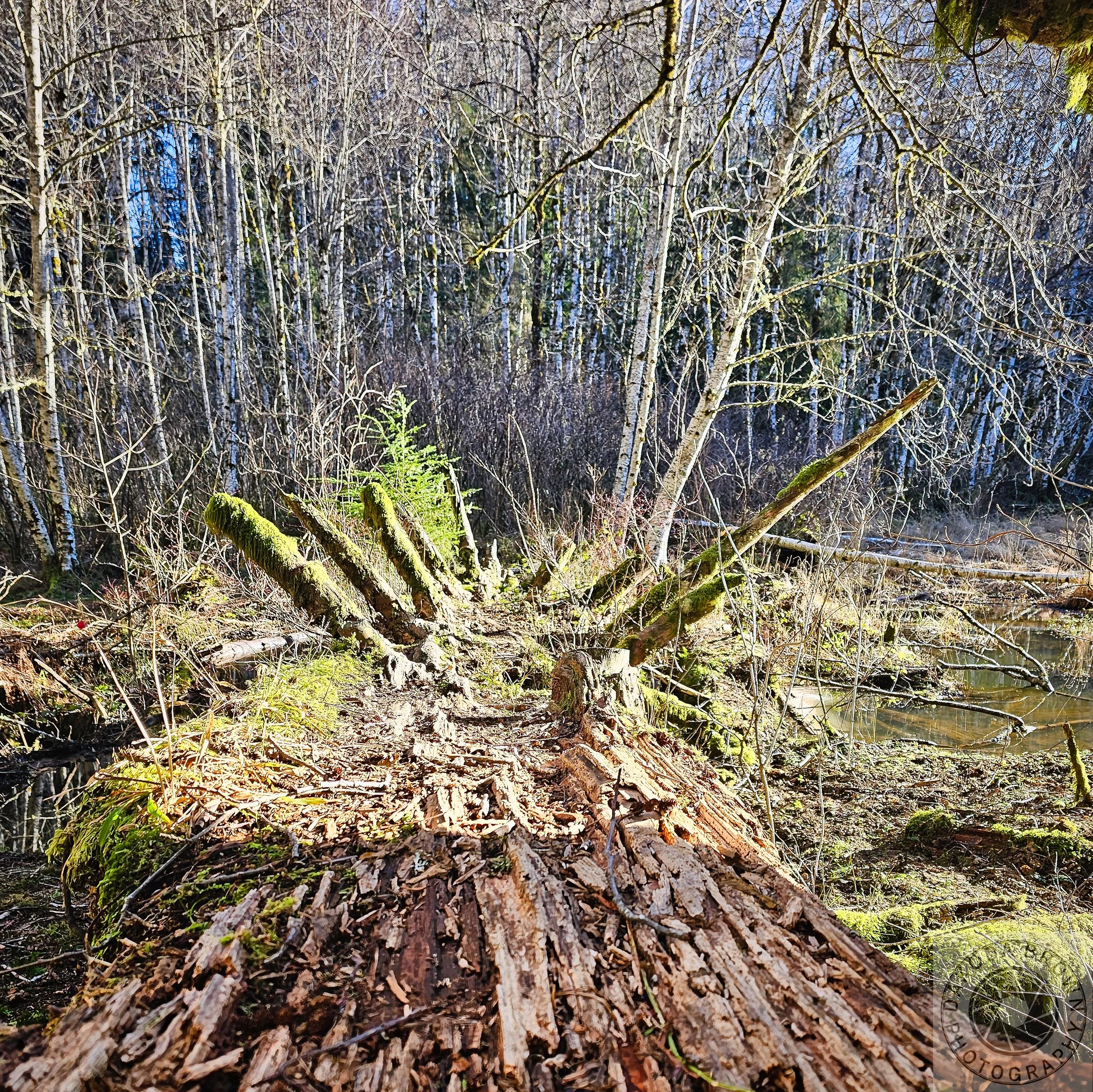 Bloom Lake Hike 7.jpg