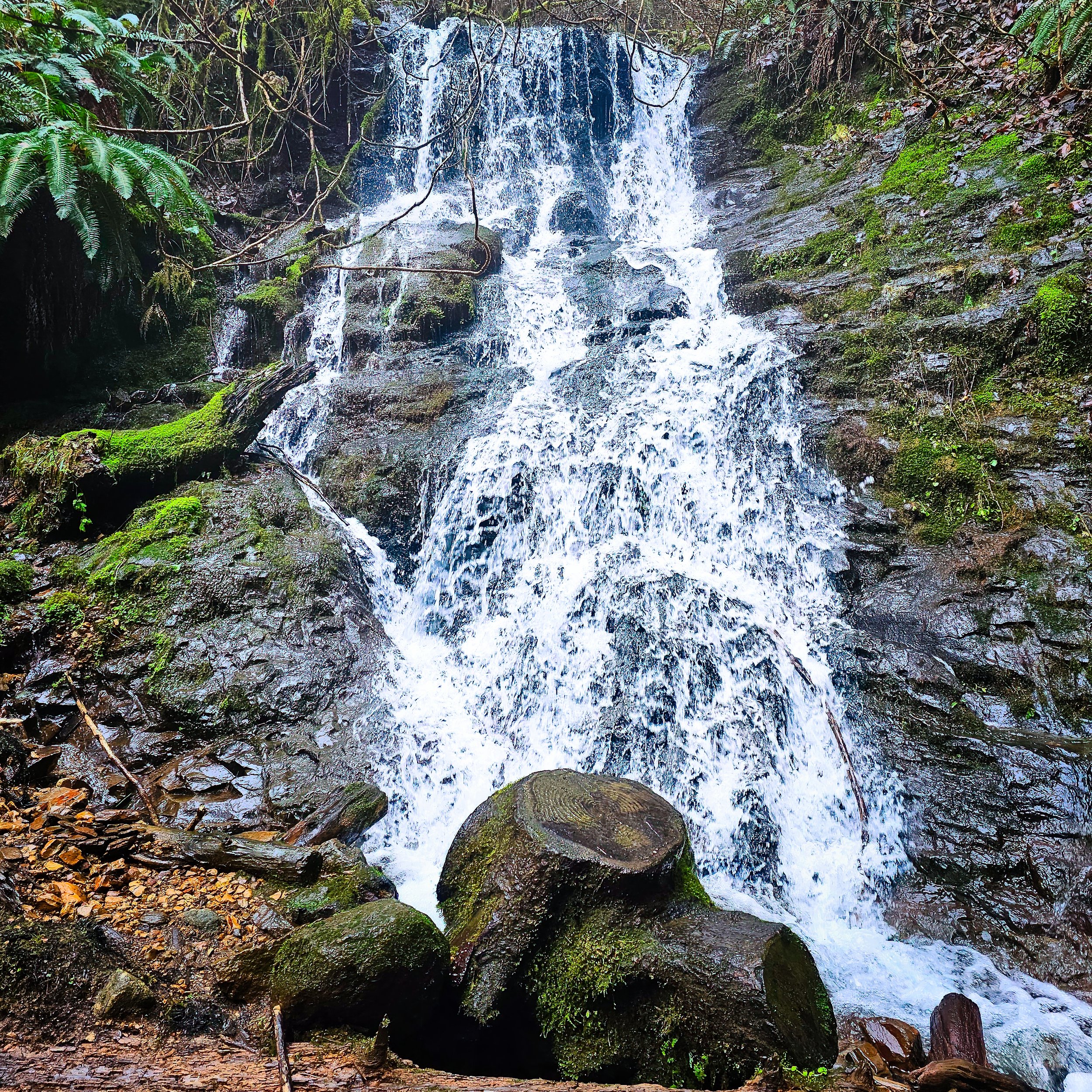 Storey Burn Trail 22.jpg