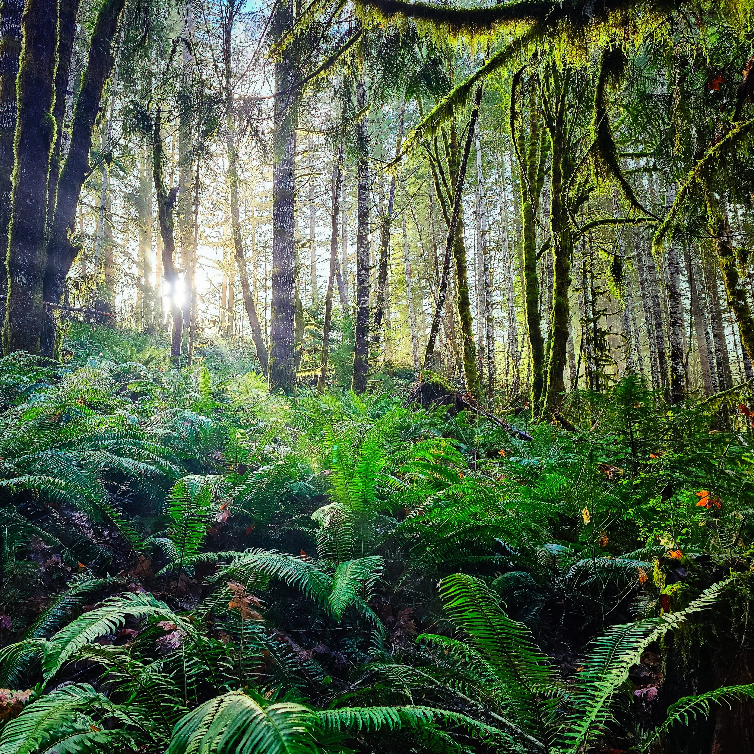 Storey Burn Trail 12.jpg