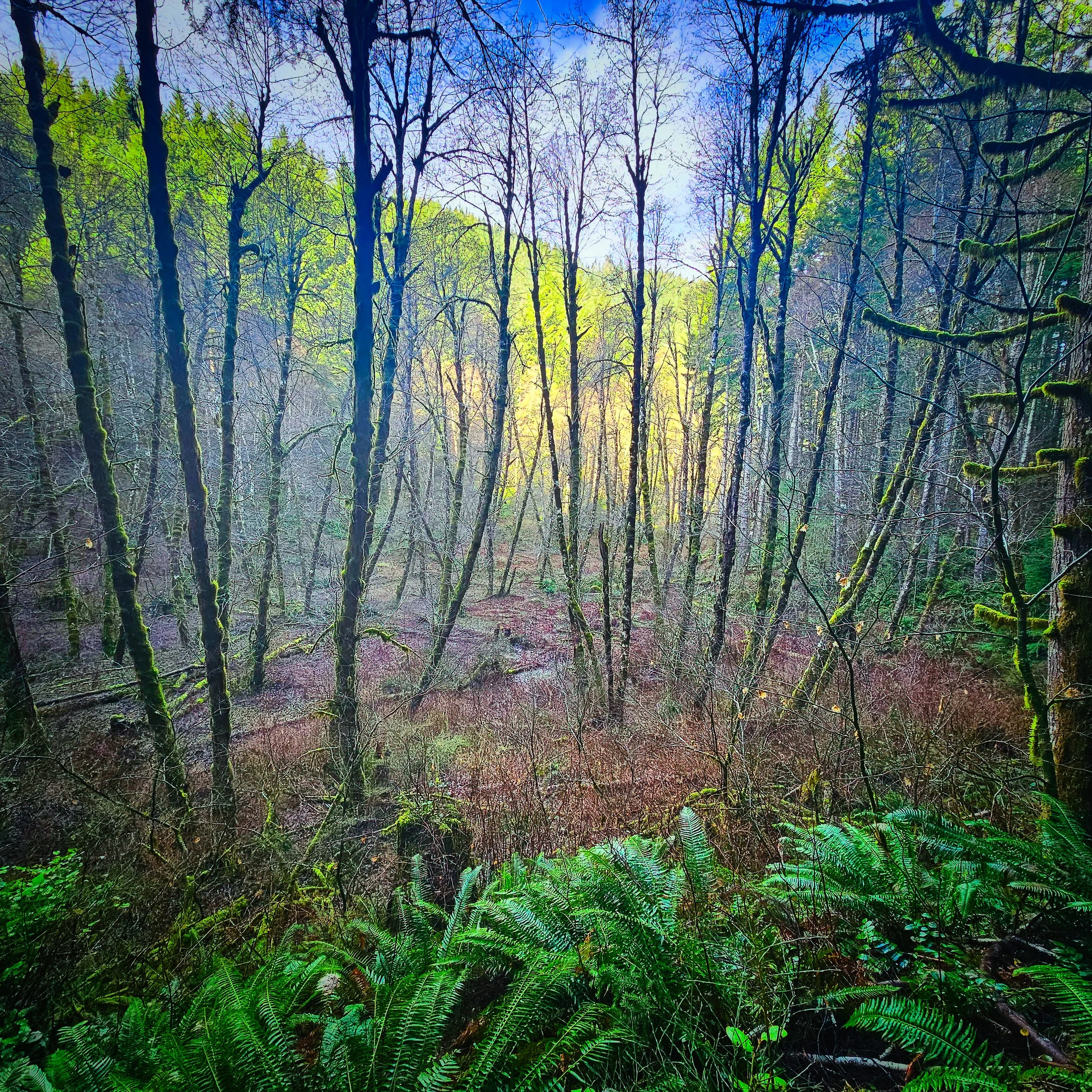 Storey Burn Trail 13.jpg