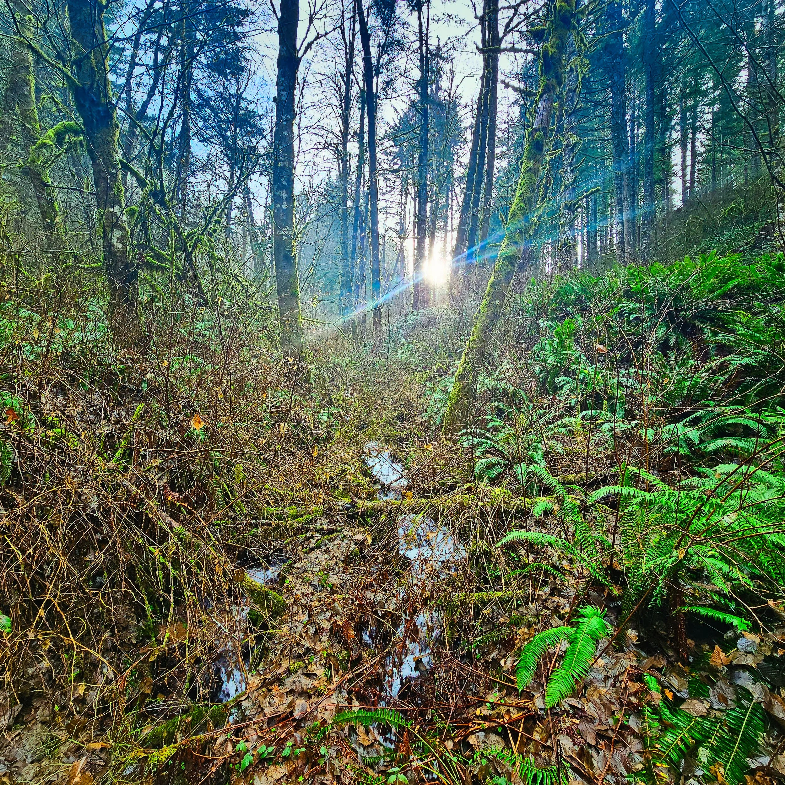 Storey Burn Trail 15.jpg