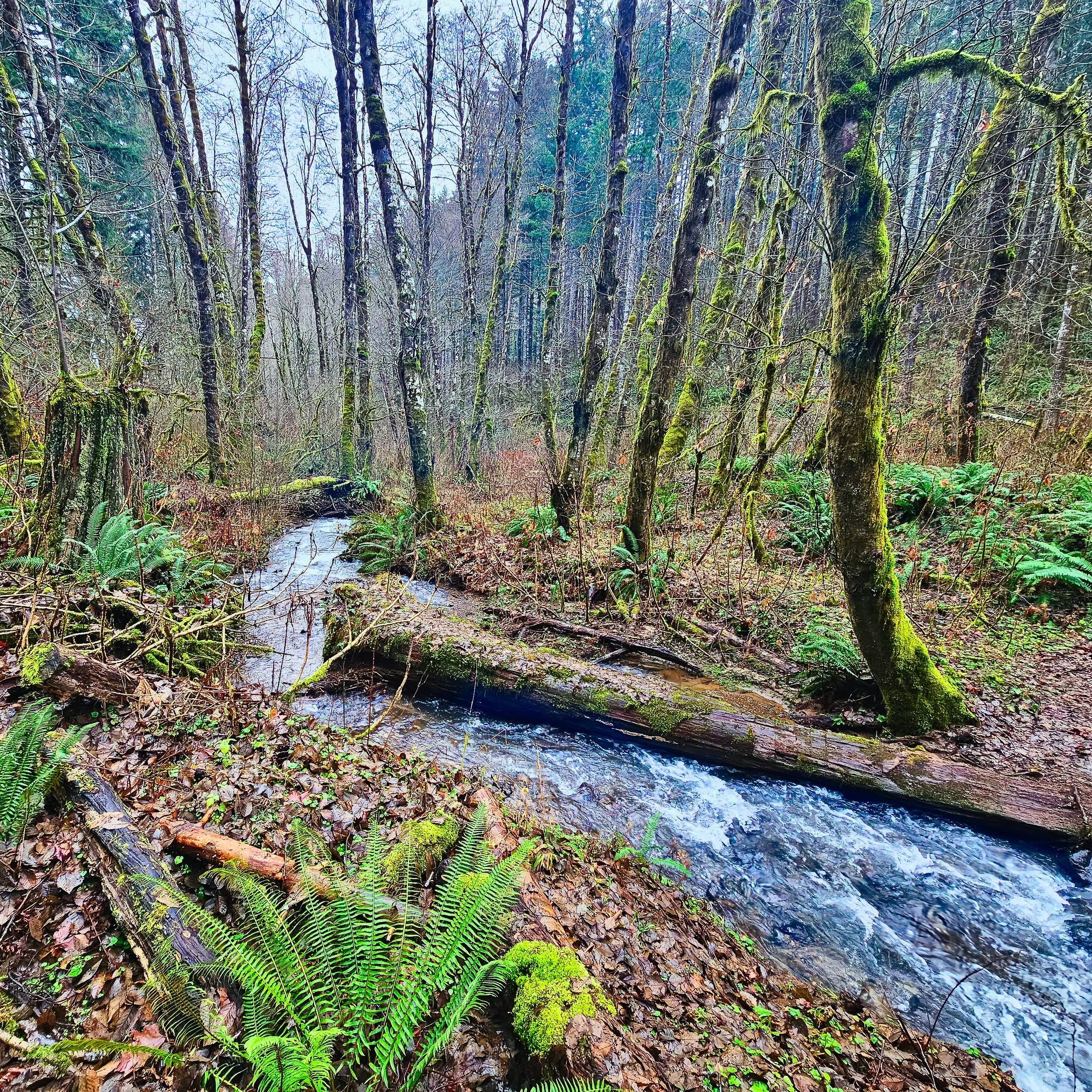 Storey Burn Trail 16.jpg