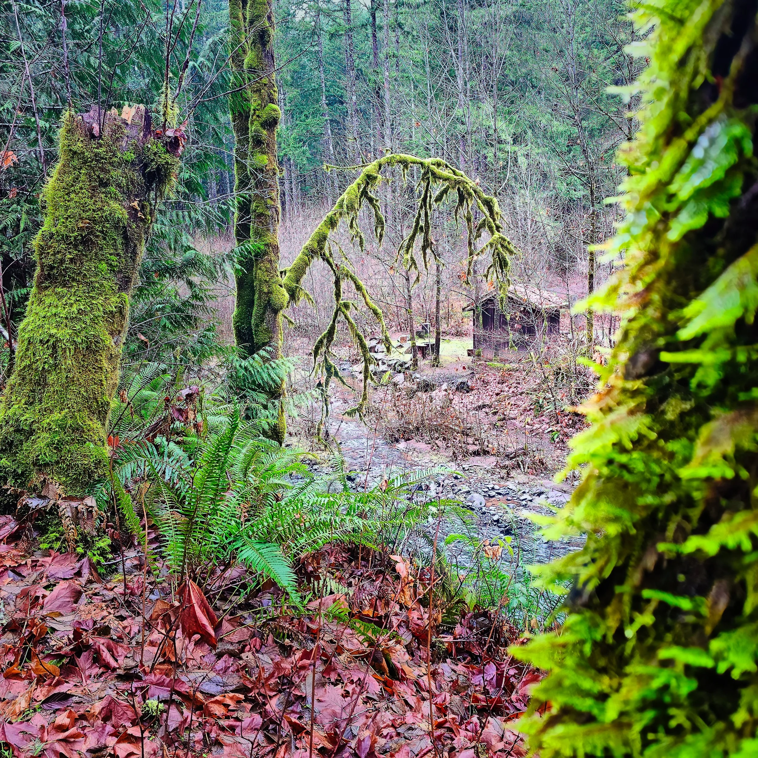 Storey Burn Trail 18.jpg