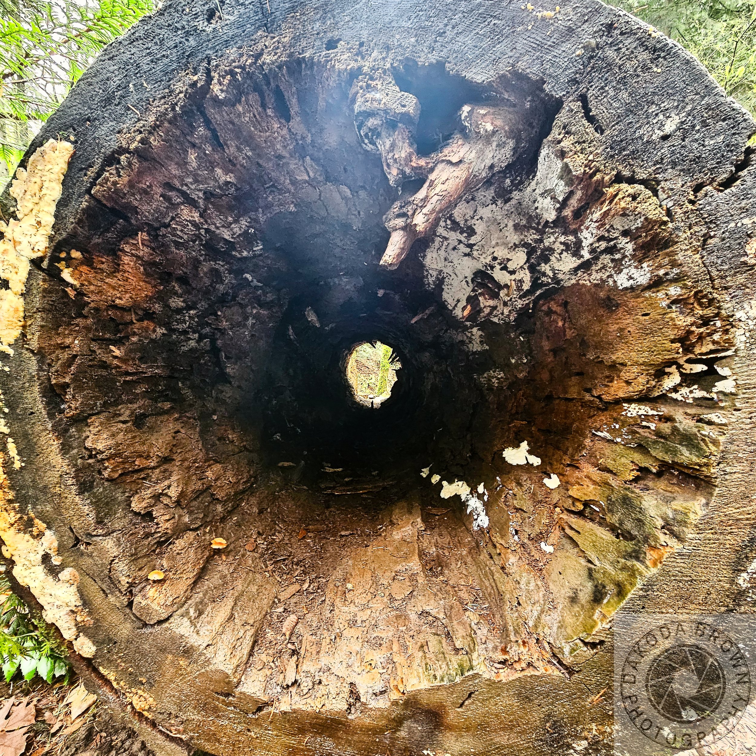 Wildwood Trail 7.jpg