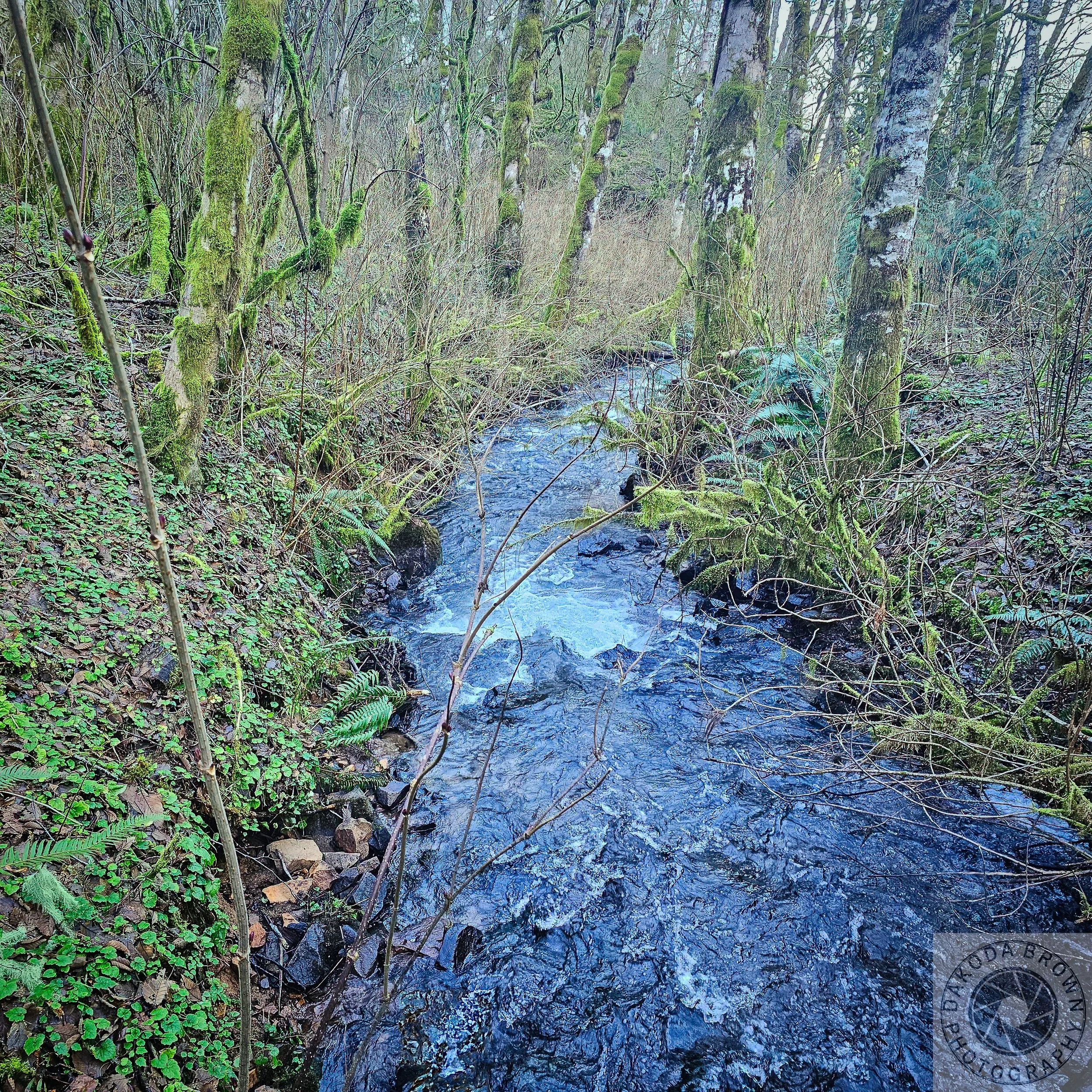 Bloom Lake Hike 3.jpg