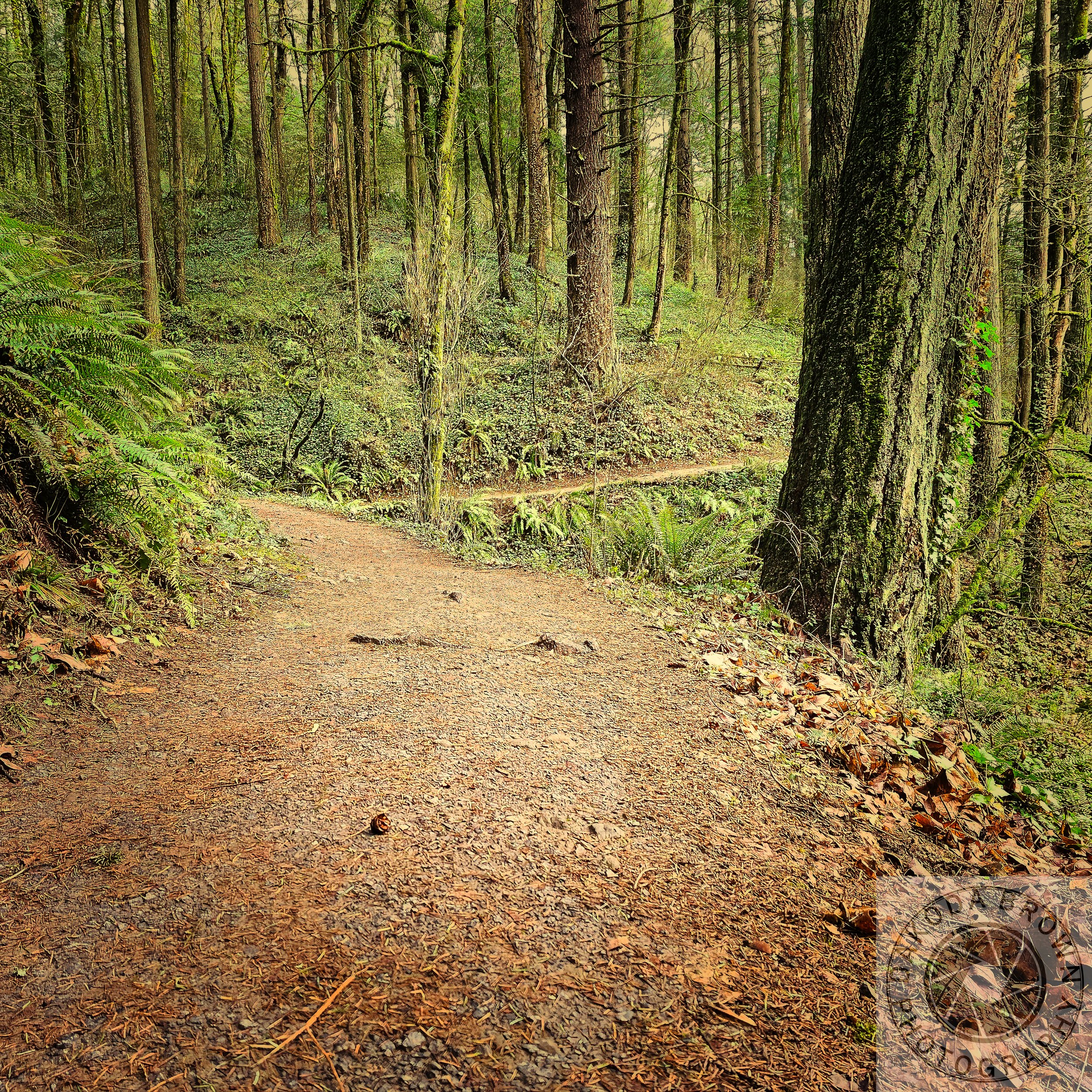 Wildwood Trail 10.jpg