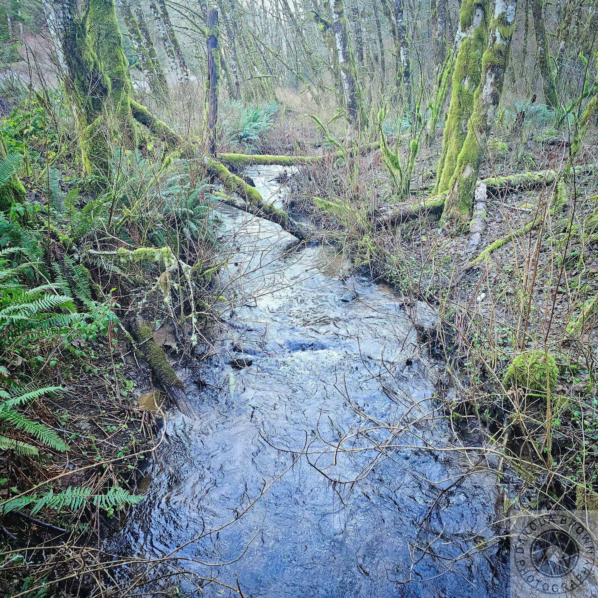 Bloom Lake Hike 2.jpg