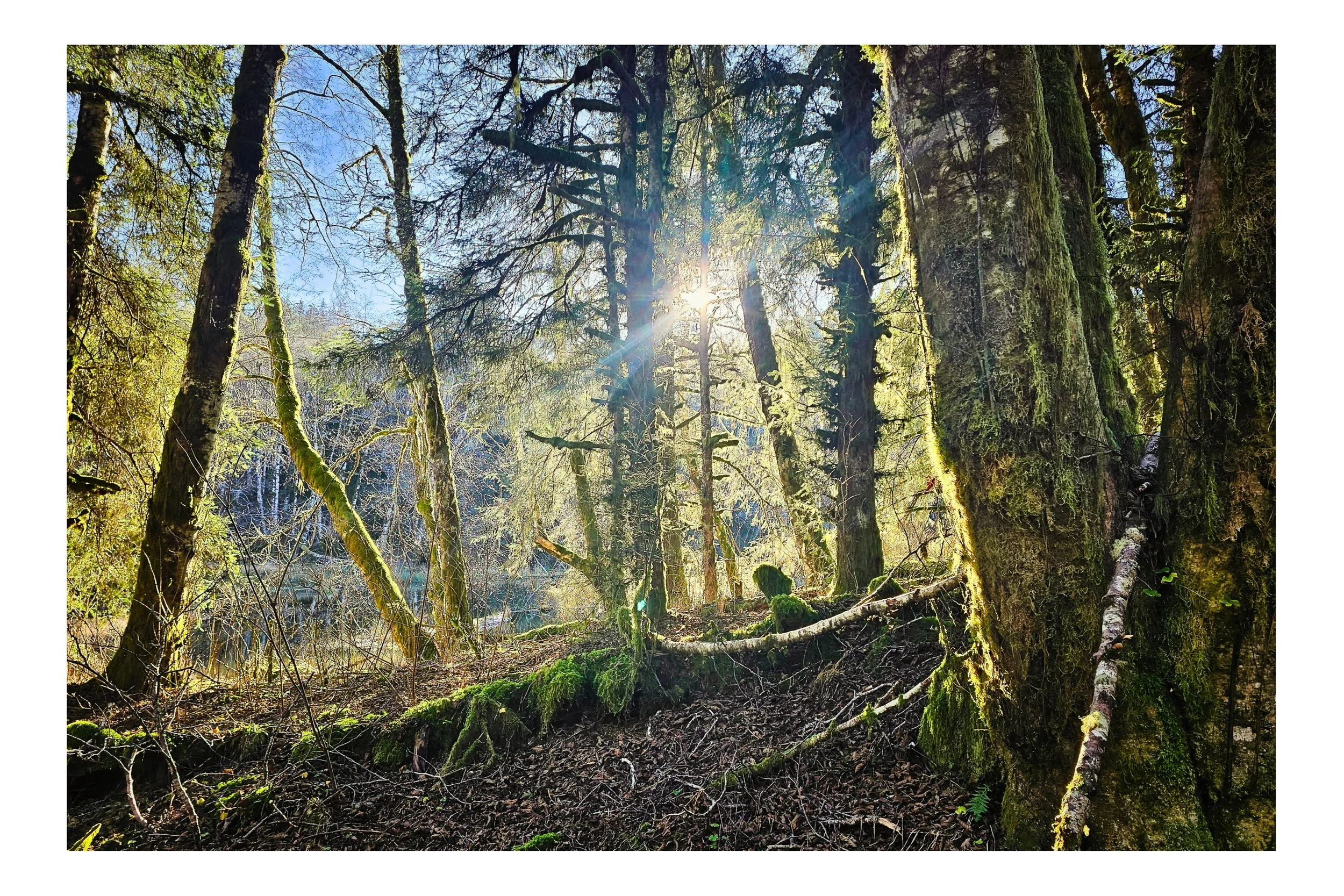 Bloom Lake Forest Print (no frame)