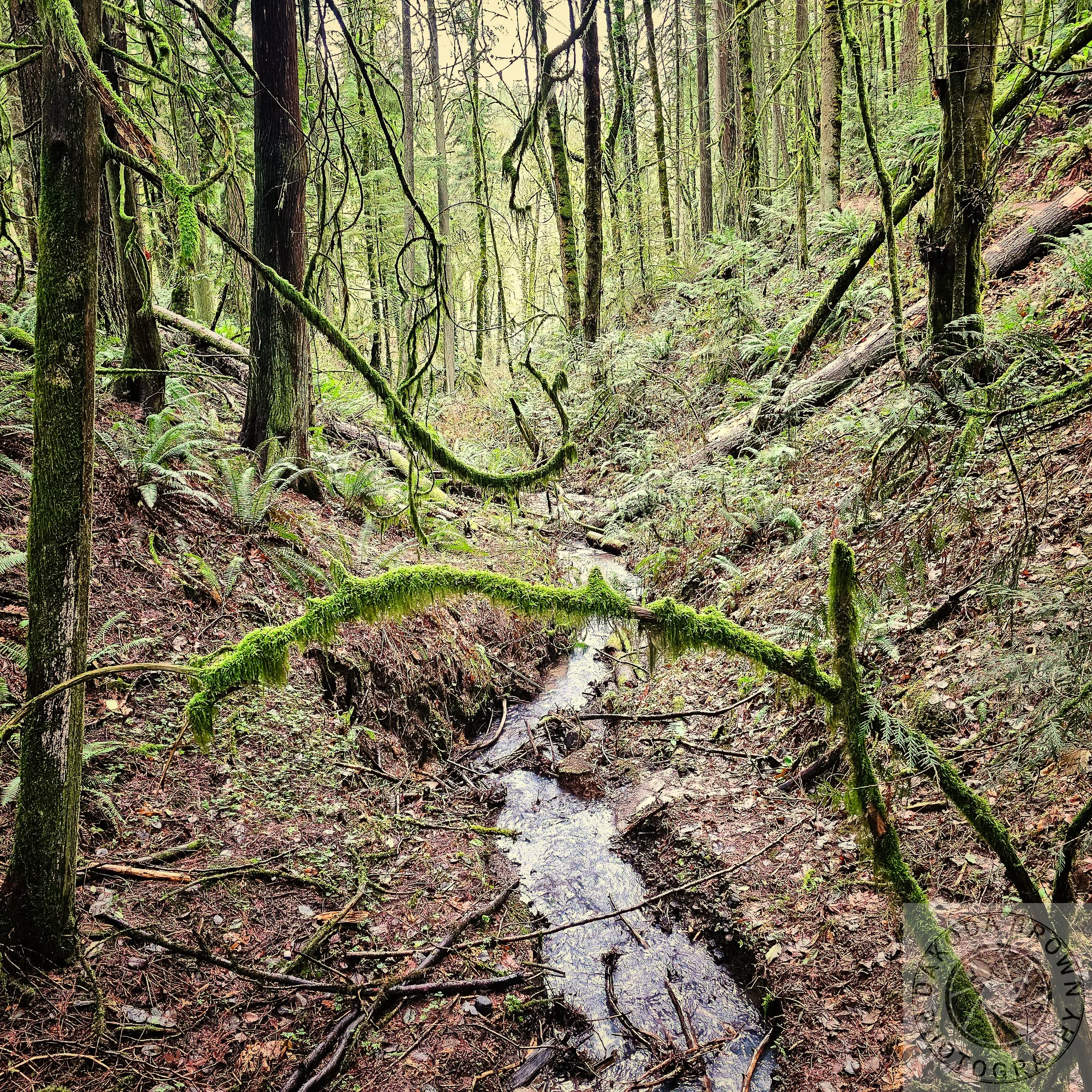 Wildwood Trail 6.jpg