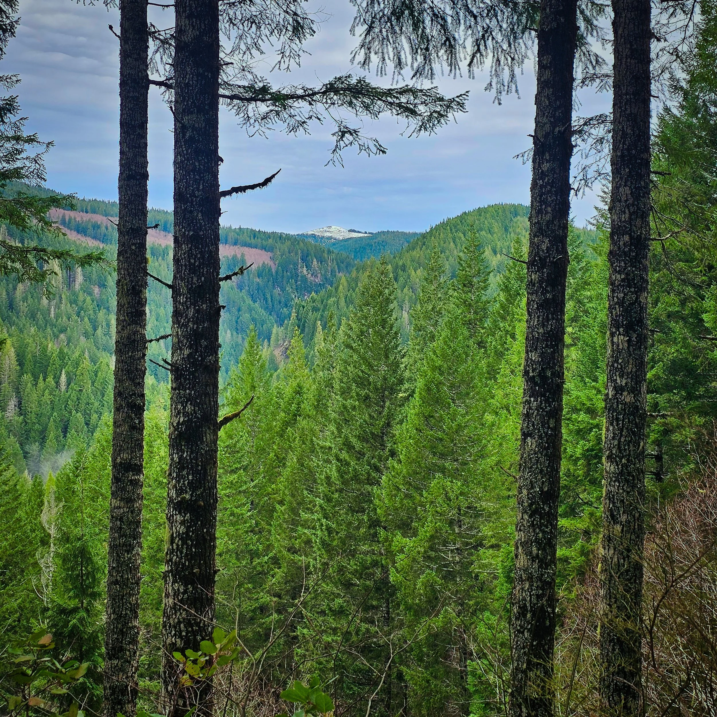 Storey Burn Trail 4.jpg