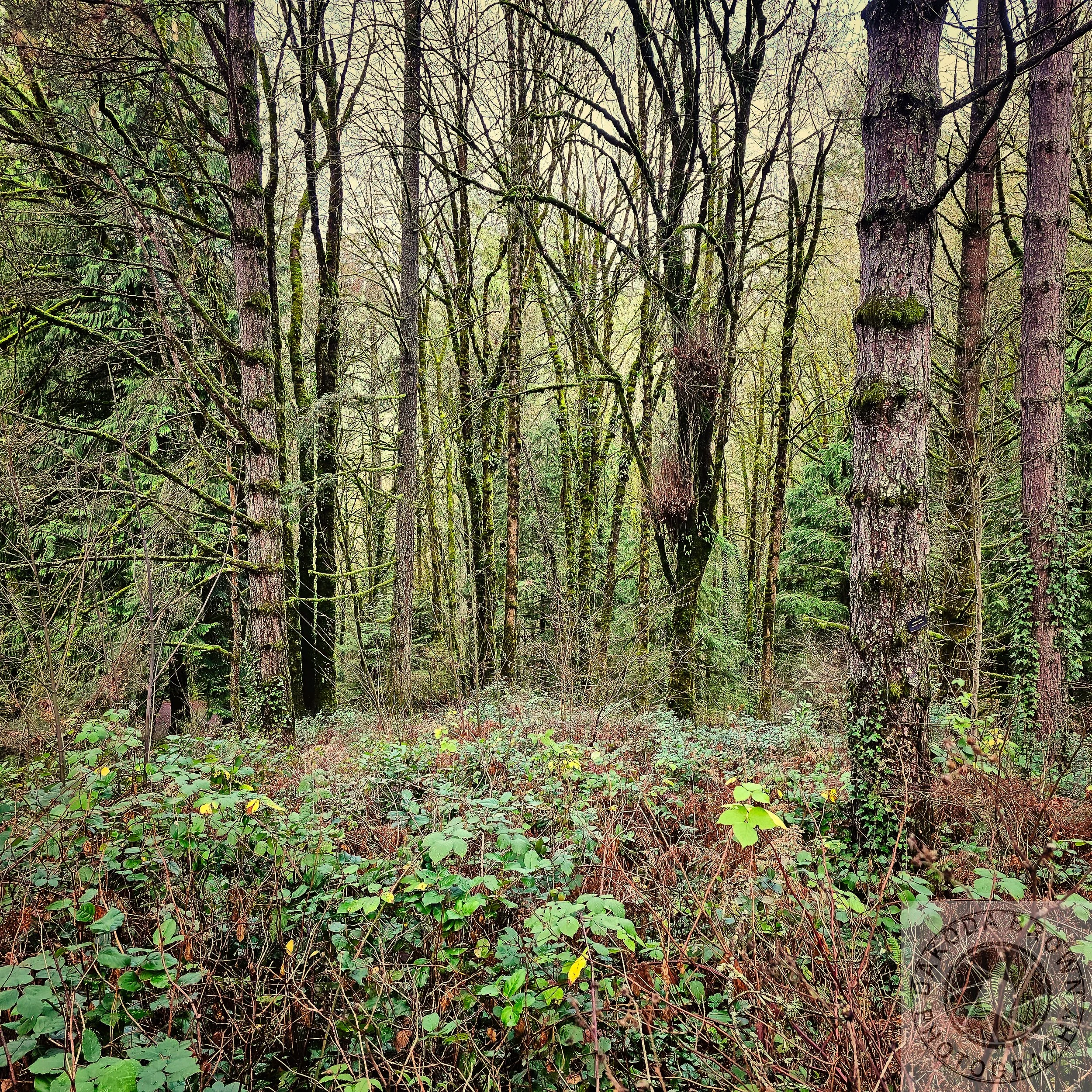 Wildwood Trail 2.jpg