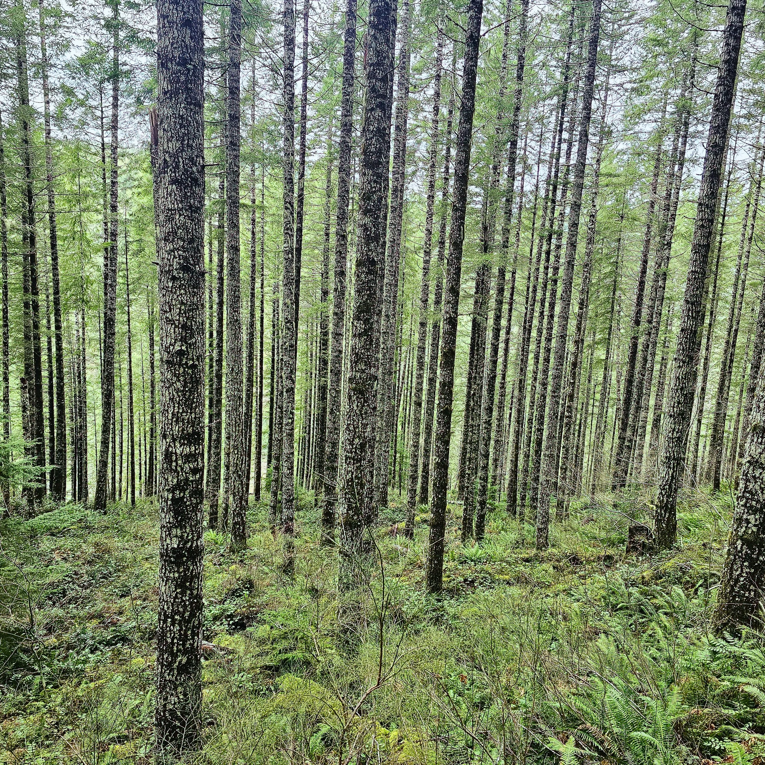 Storey Burn Trail 5.jpg