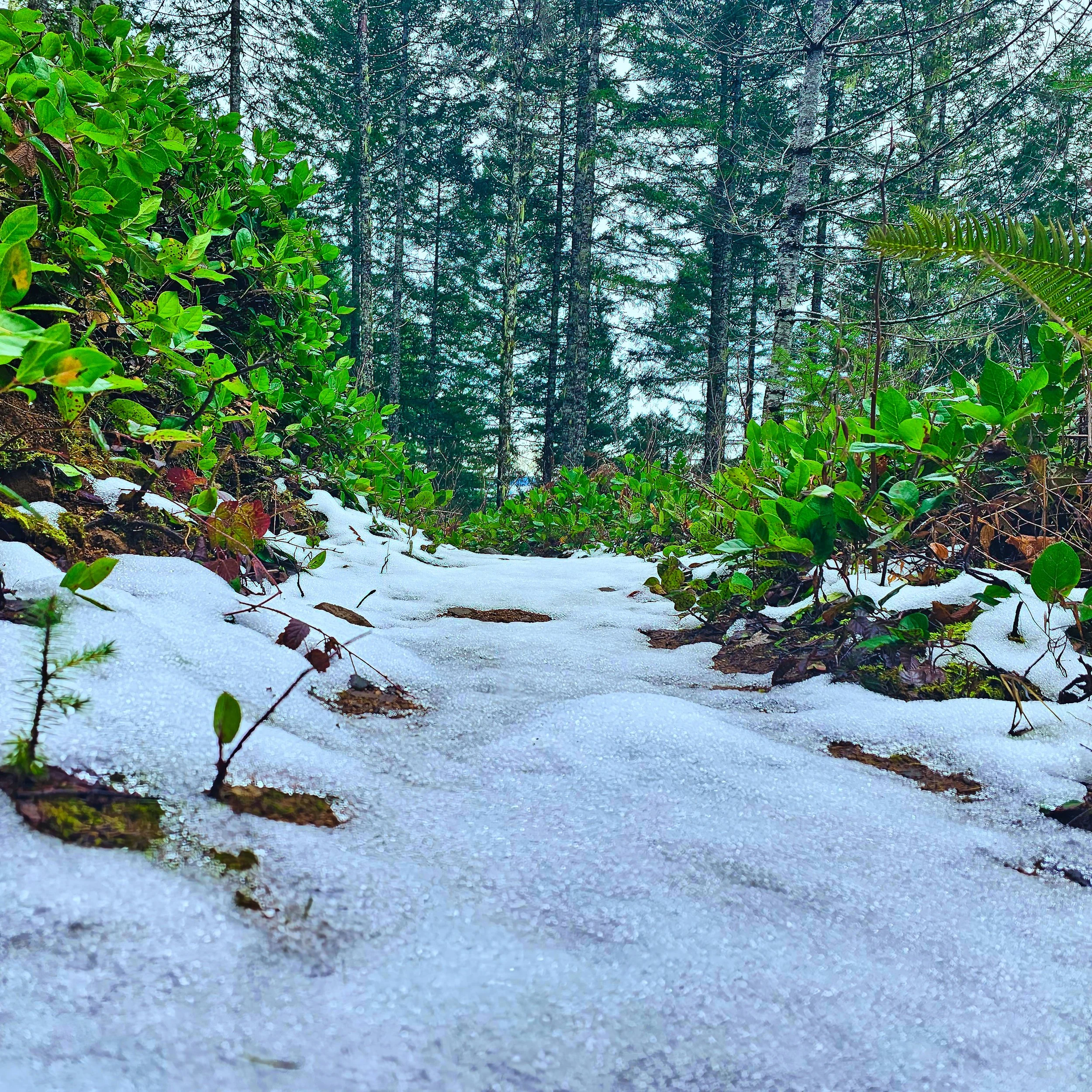 Storey Burn Trail 3.jpg