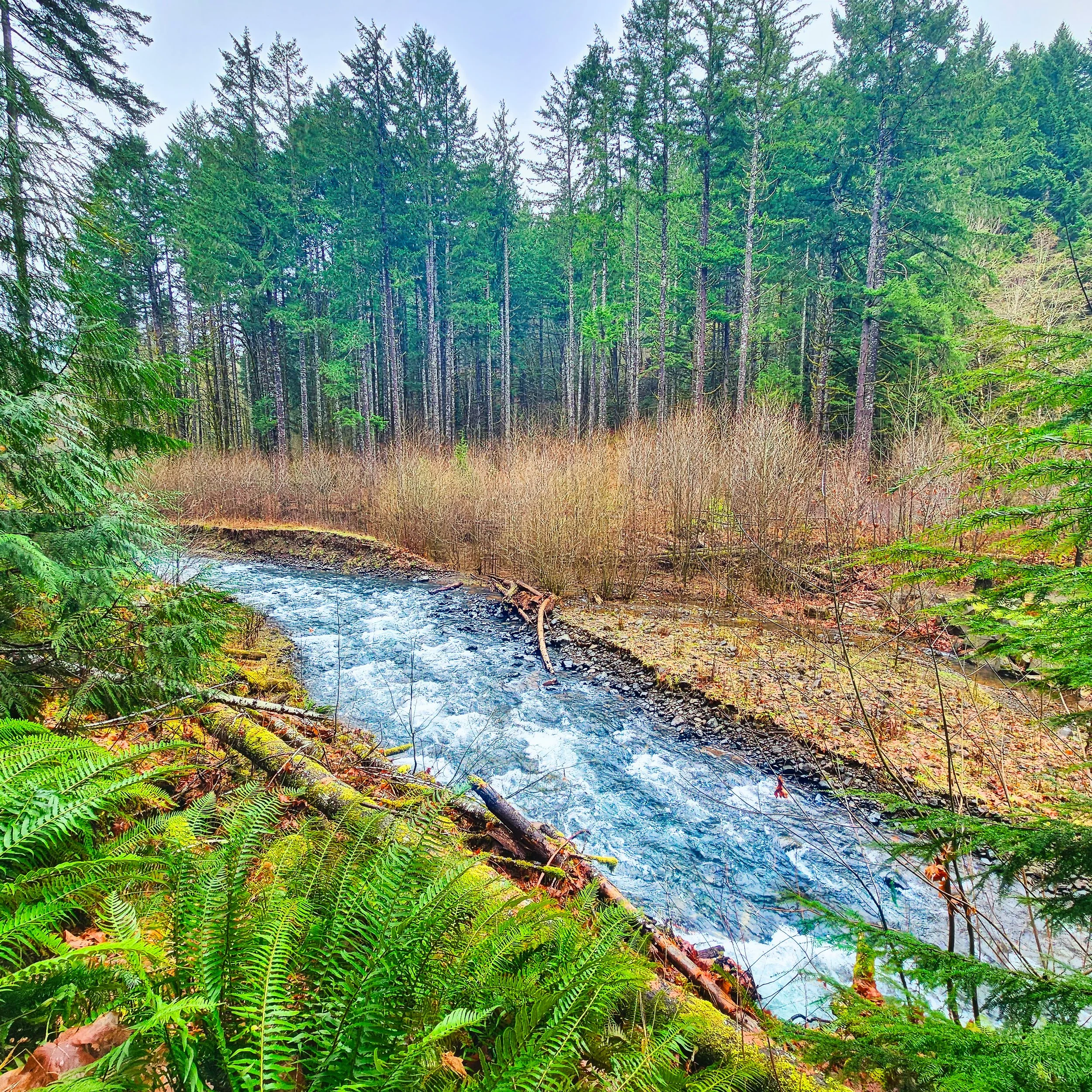 Storey Burn Trail 19.jpg