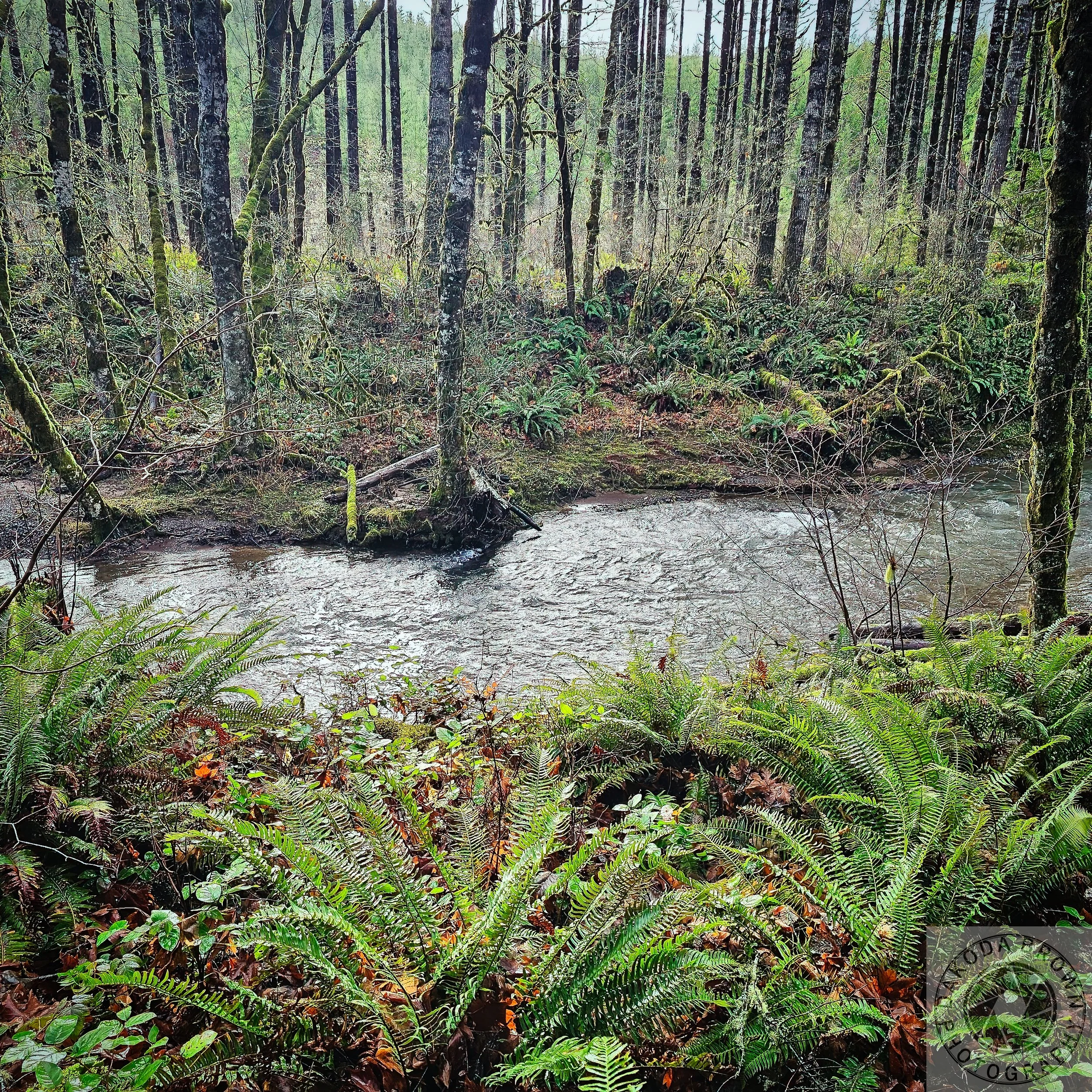 Timber River 1.jpg