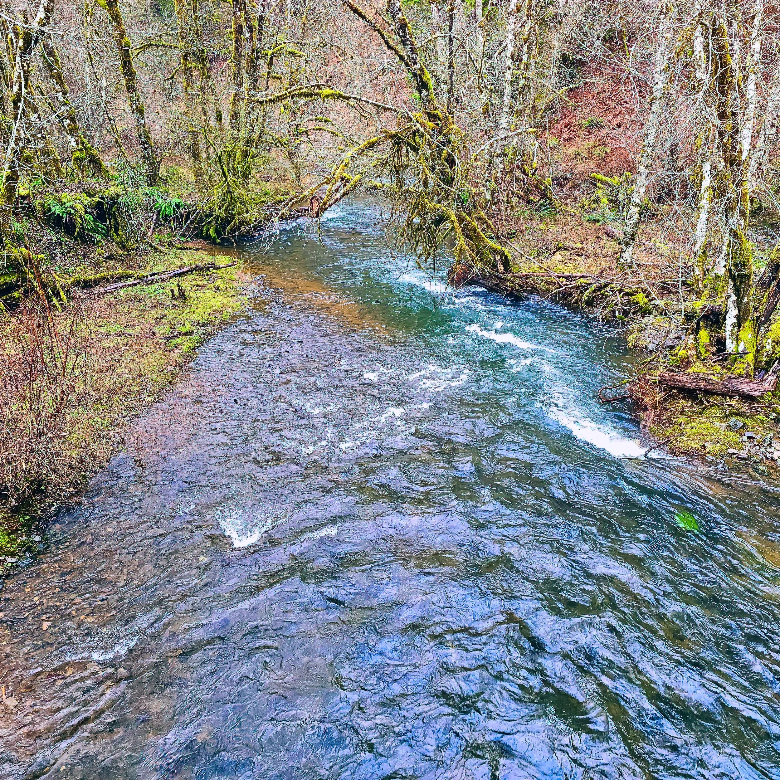 Storey Burn Trail 8.jpg