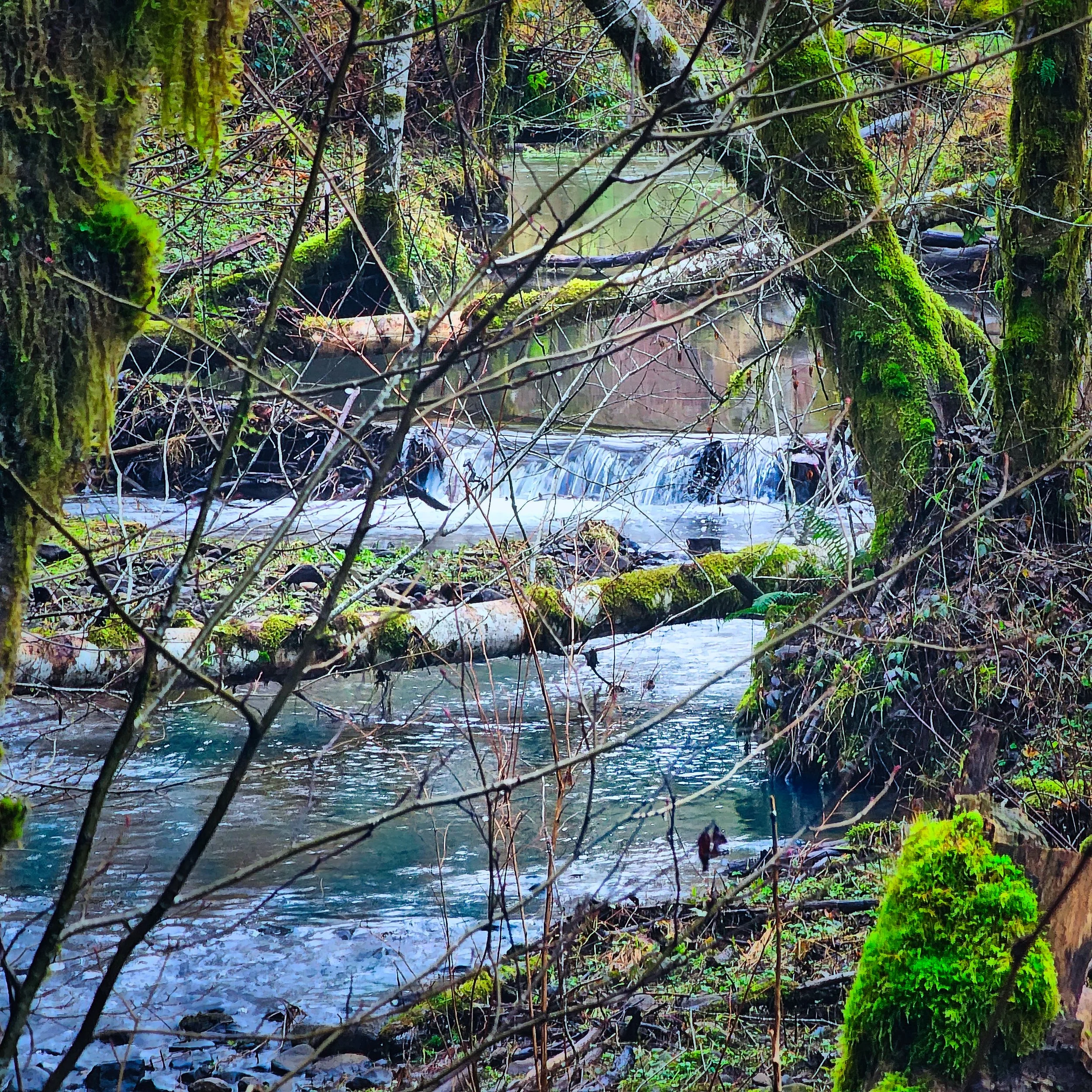 Storey Burn Trail 9.jpg