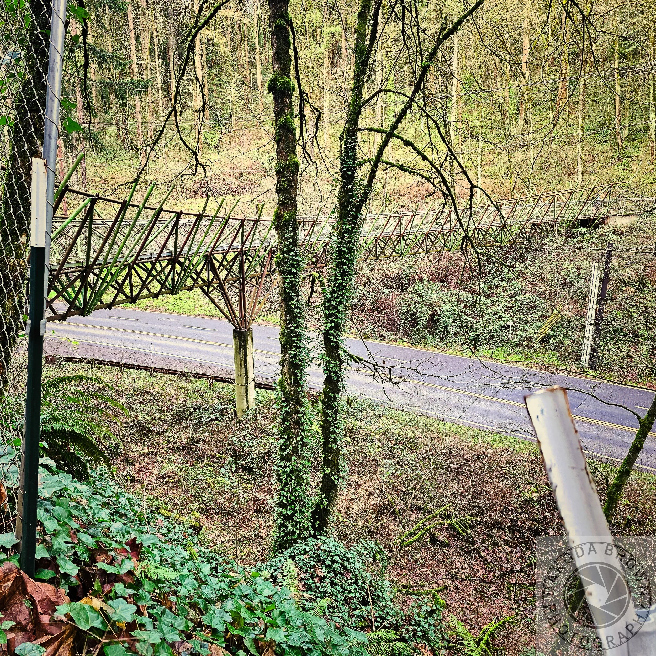 Wildwood Trail 9.jpg