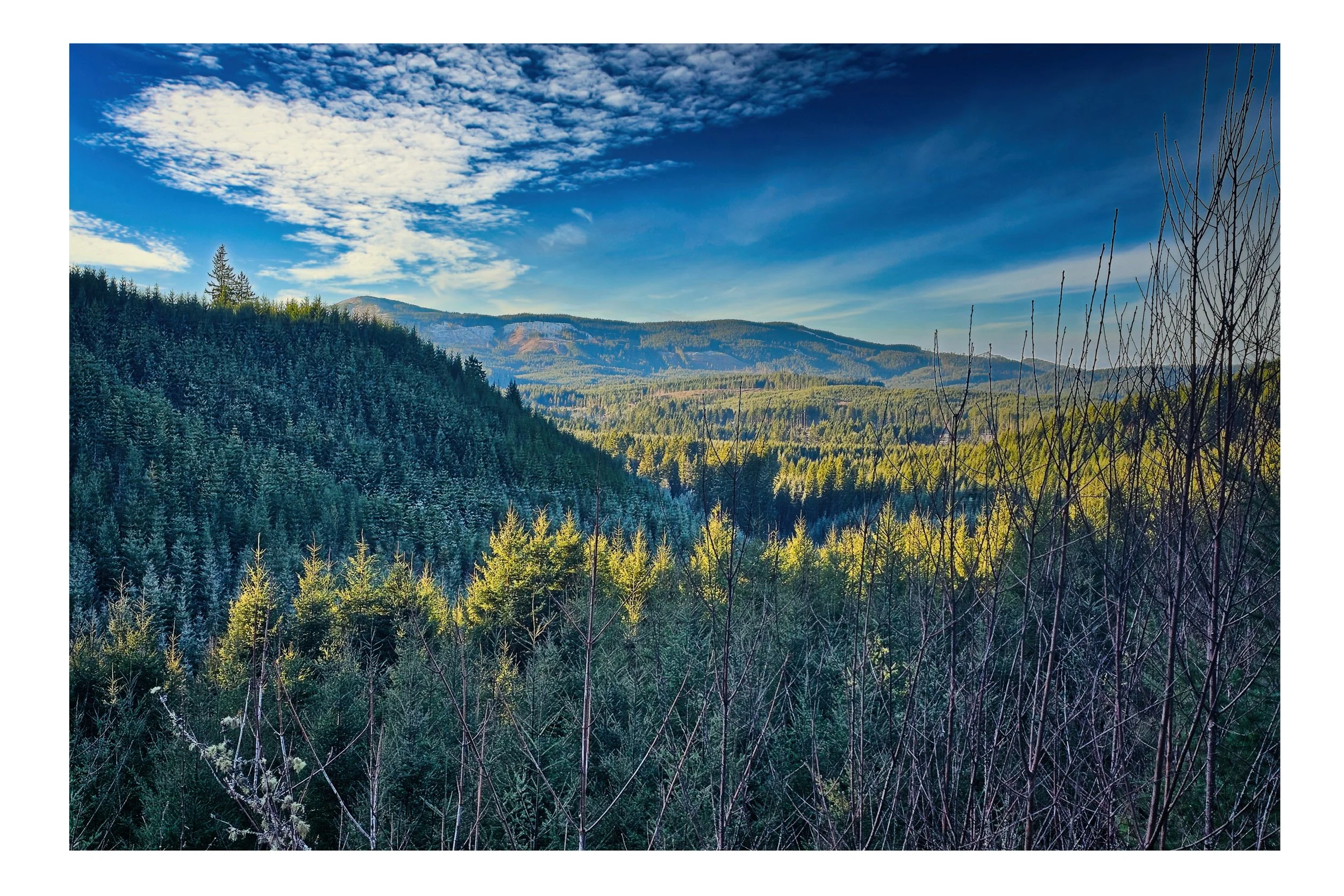 Timber, Oregon (no frame)