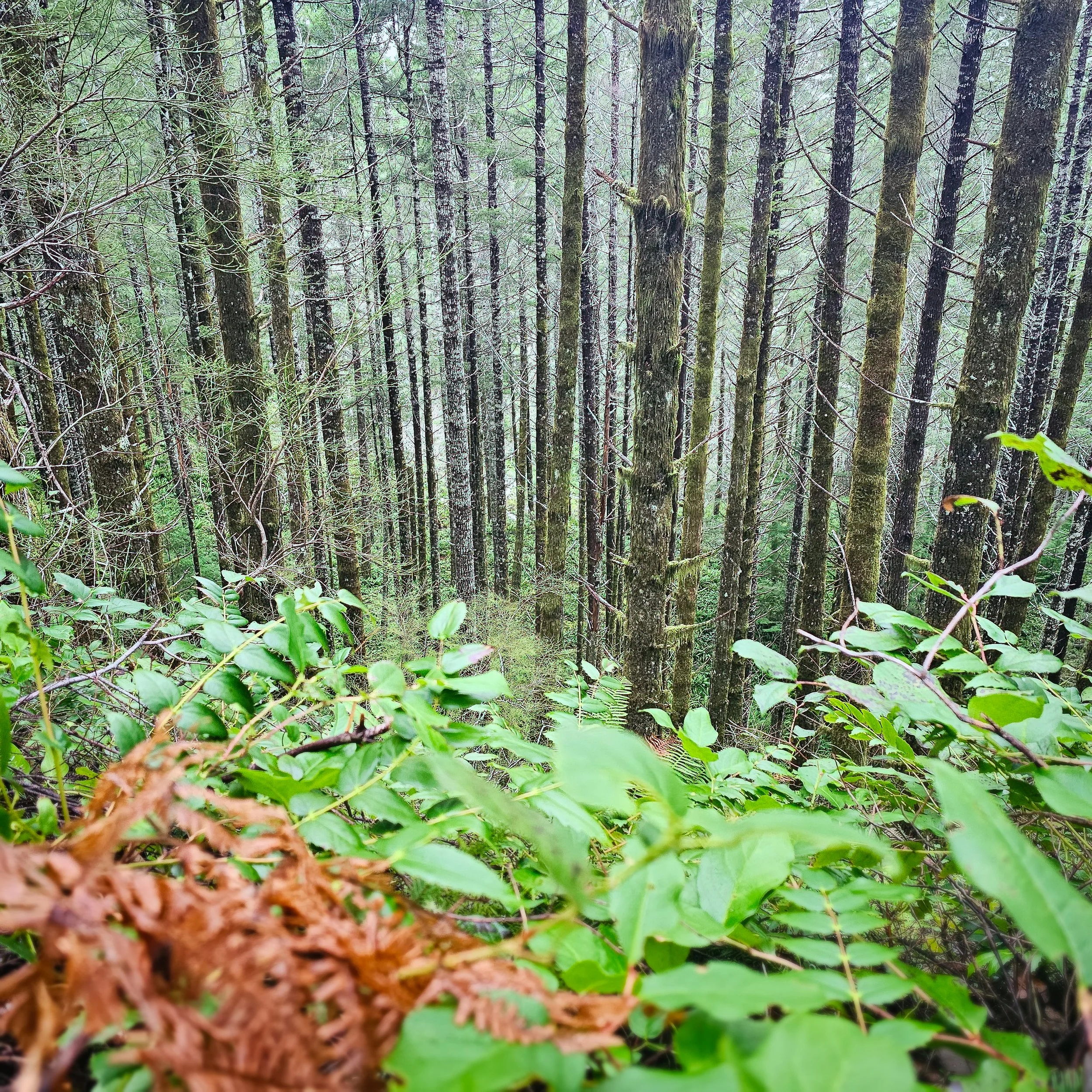 Storey Burn Trail 2.jpg