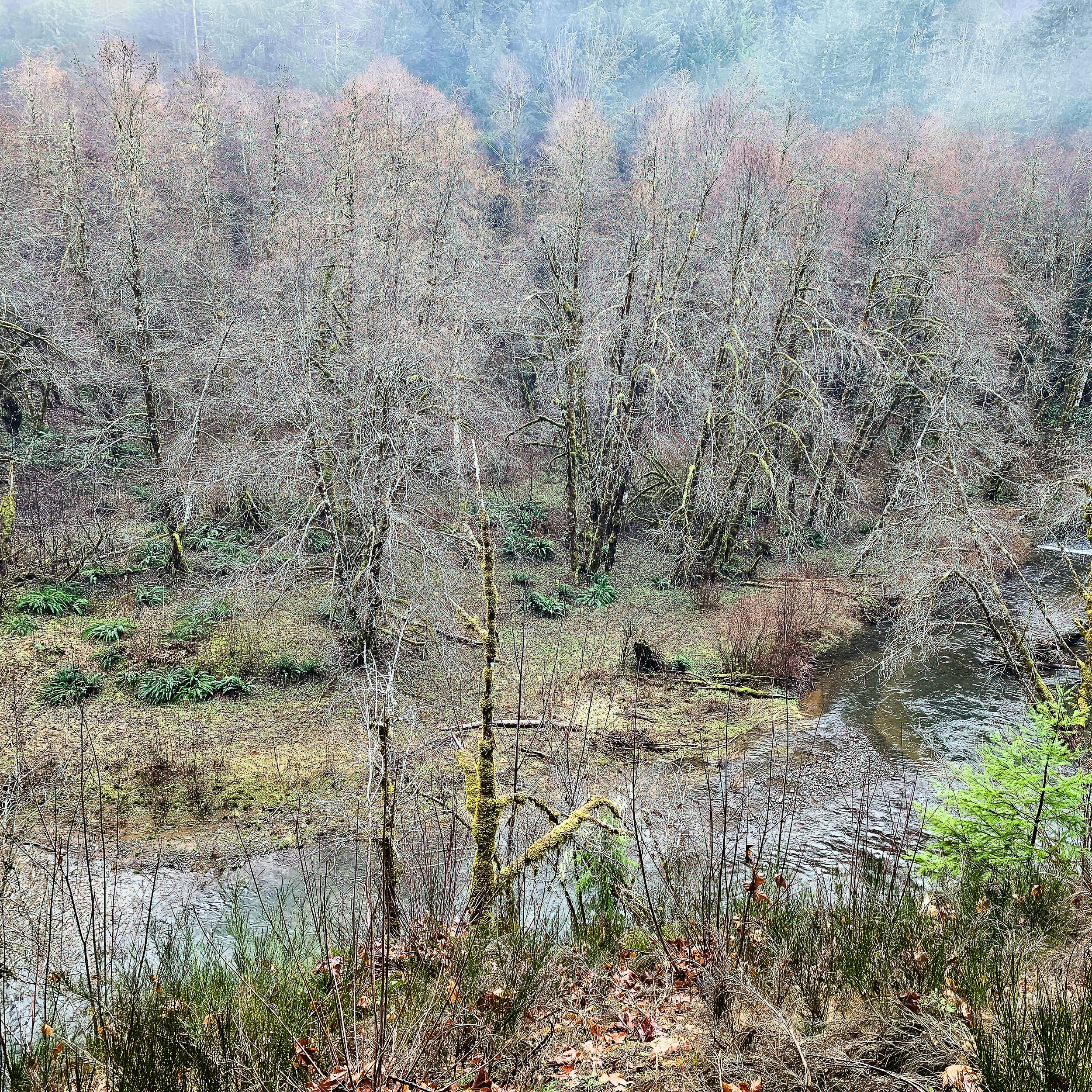 Storey Burn Trail 7.jpg