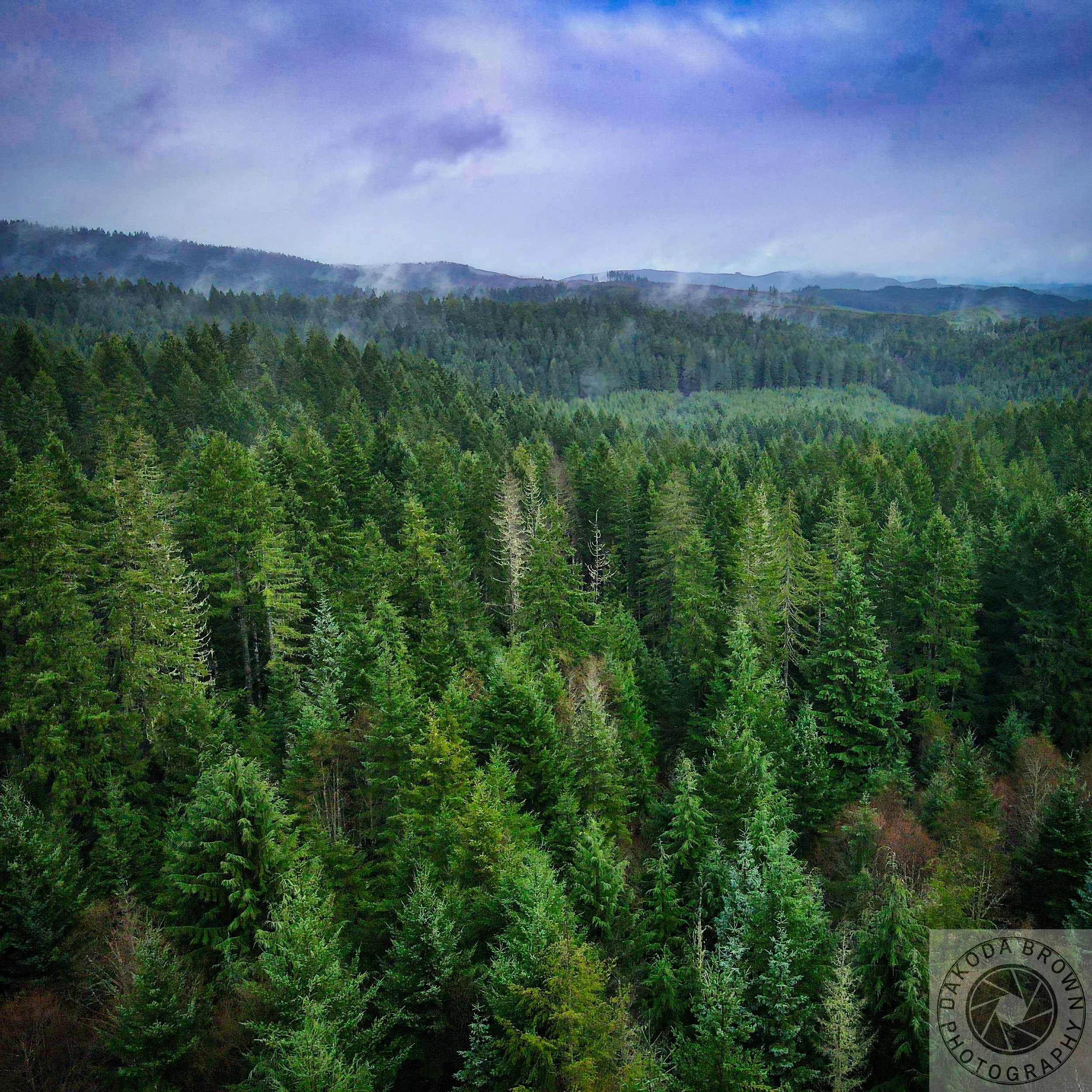 Timber DJI 1.jpg