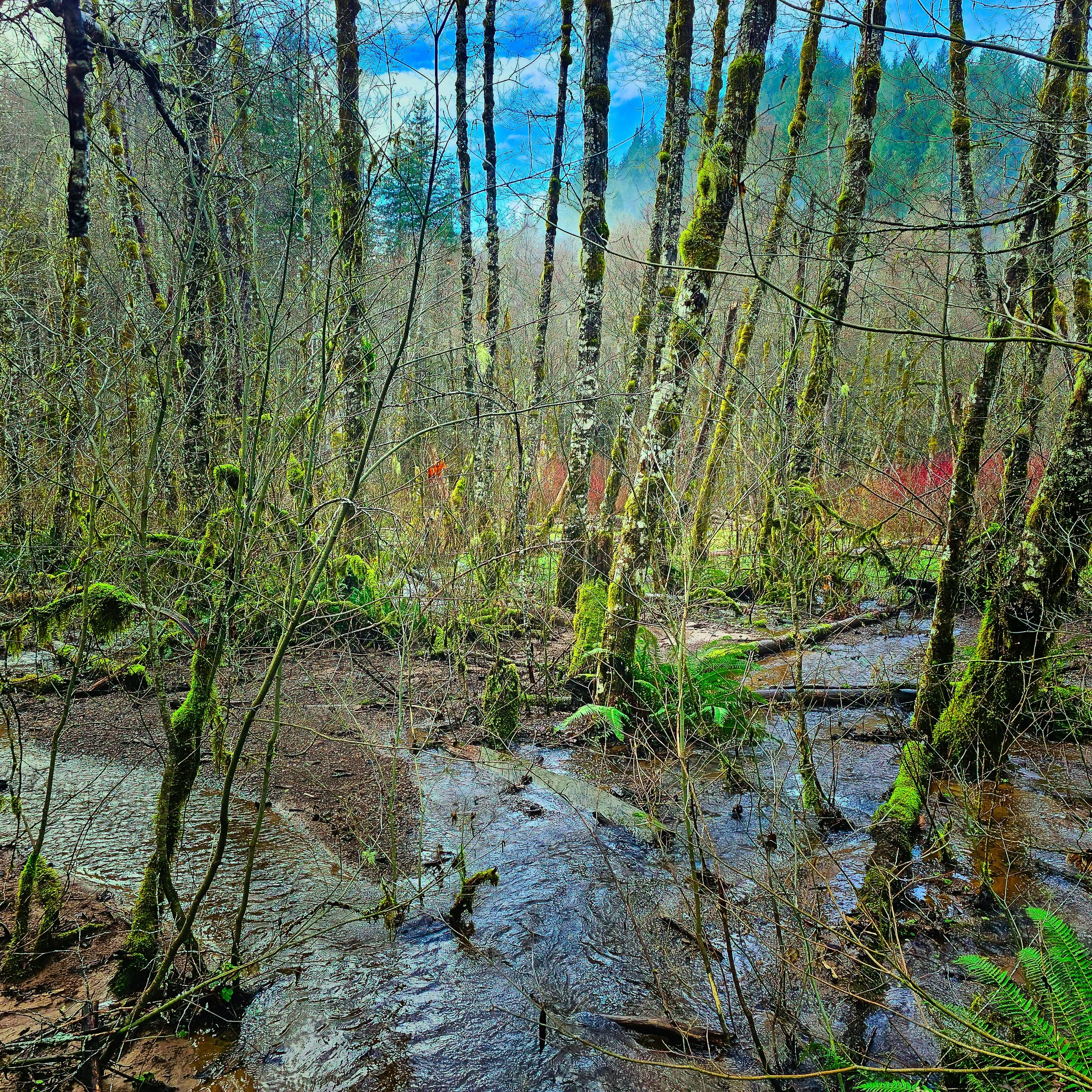 Storey Burn Trail 11.jpg