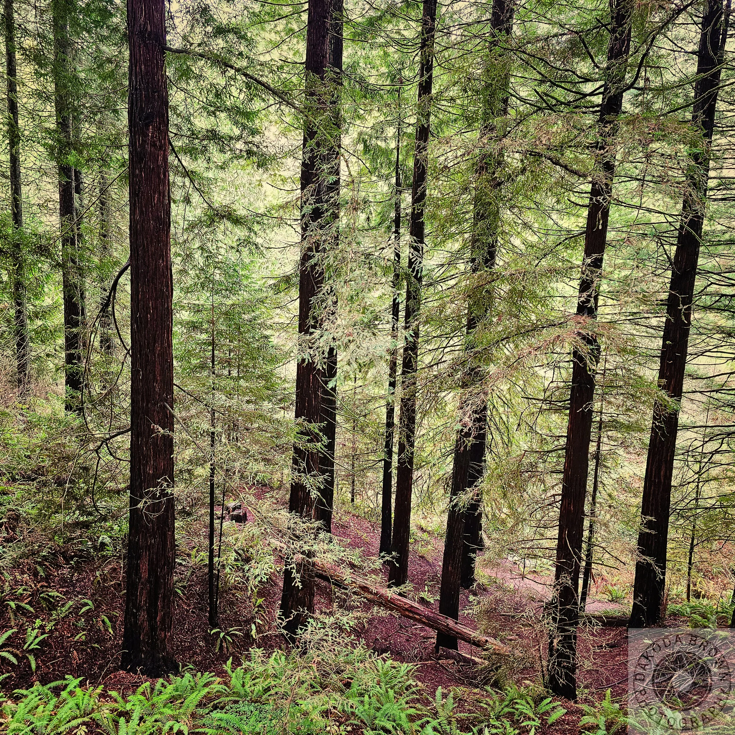 Wildwood Trail 4.jpg