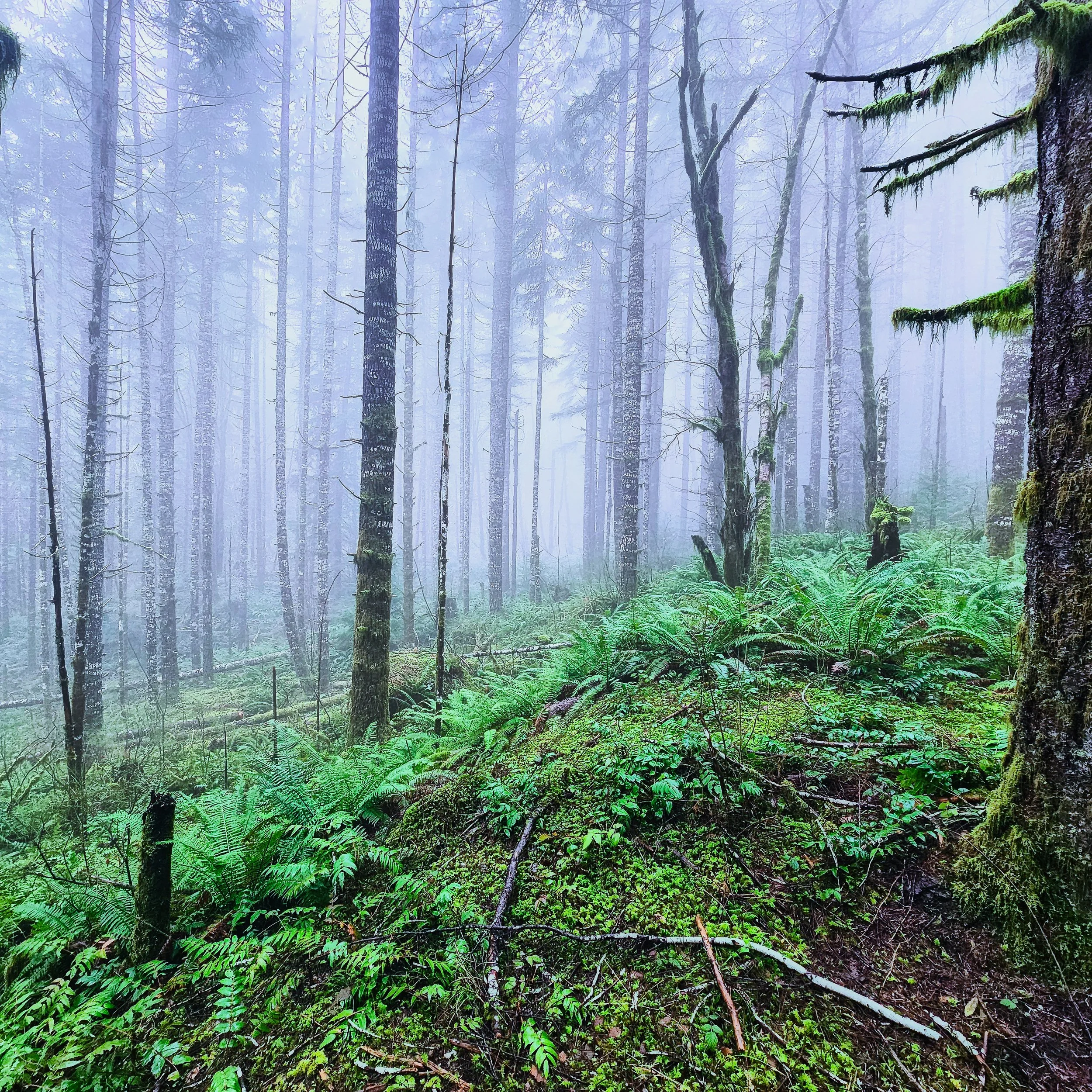 Storey Burn Trail 21.jpg