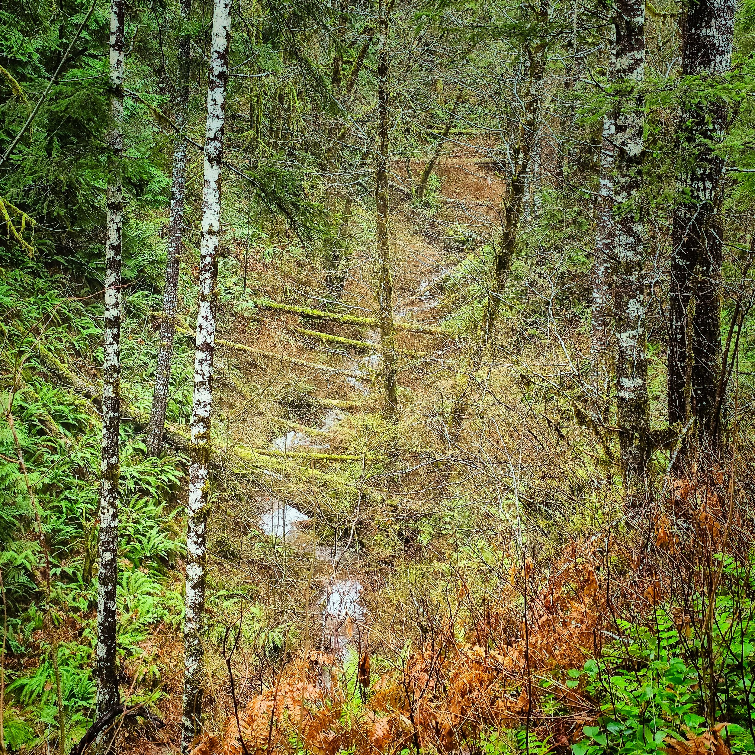 Storey Burn Trail 20.jpg