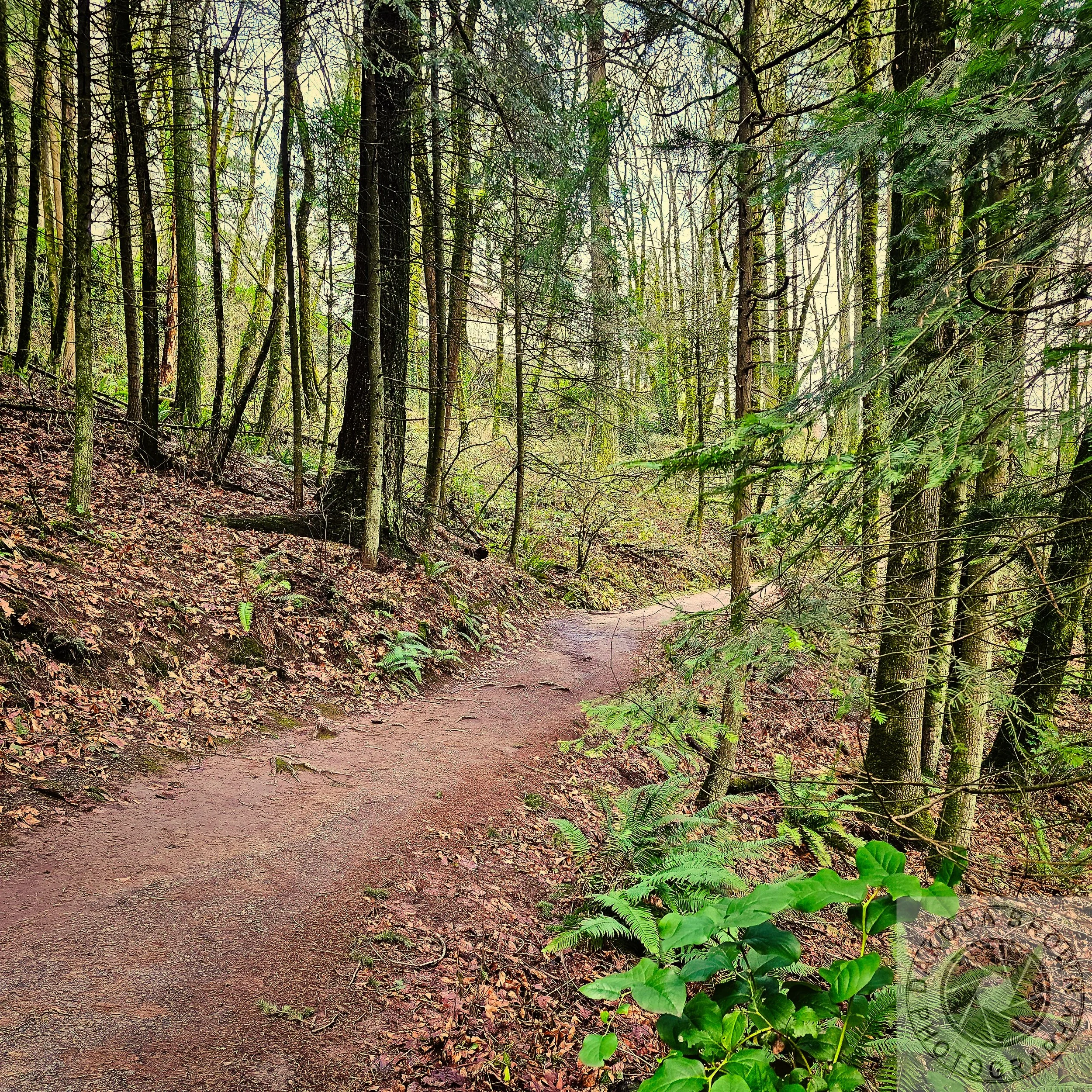 Wildwood Trail 13.jpg