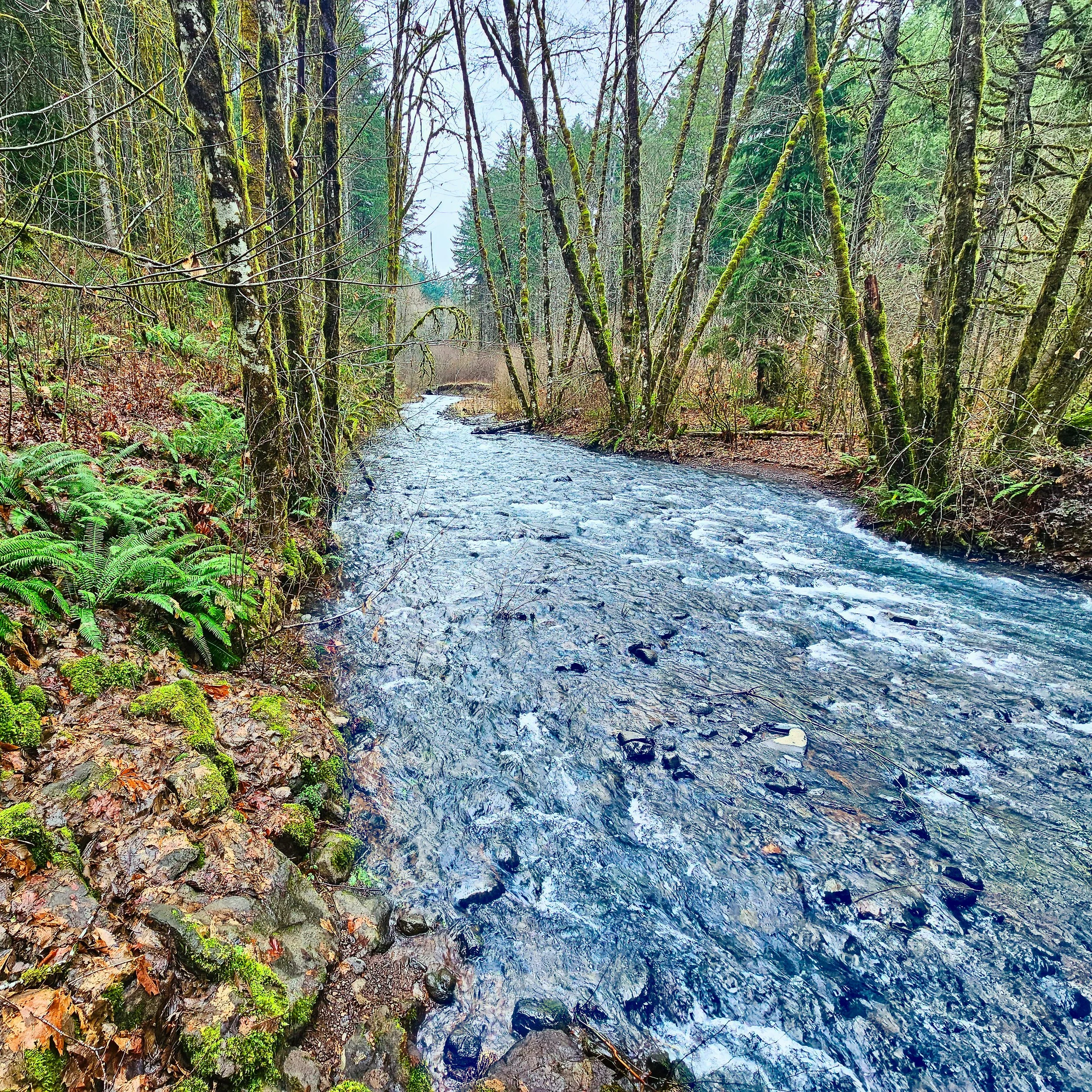 Storey Burn Trail 17.jpg