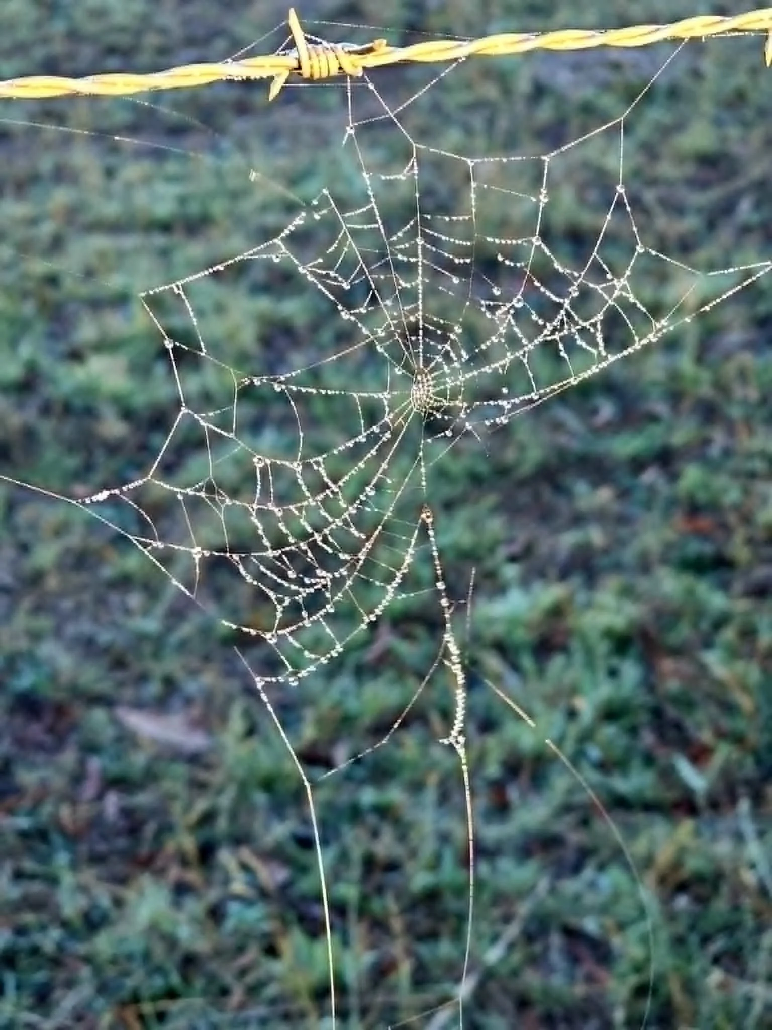 In a Prickly Situation