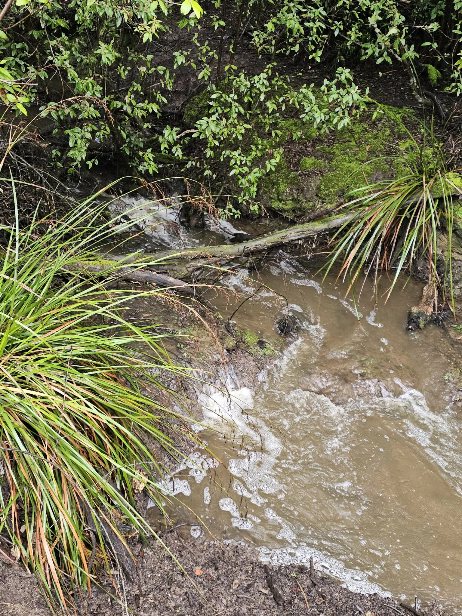 When the Rain Comes: What the Forest Knows About Healing