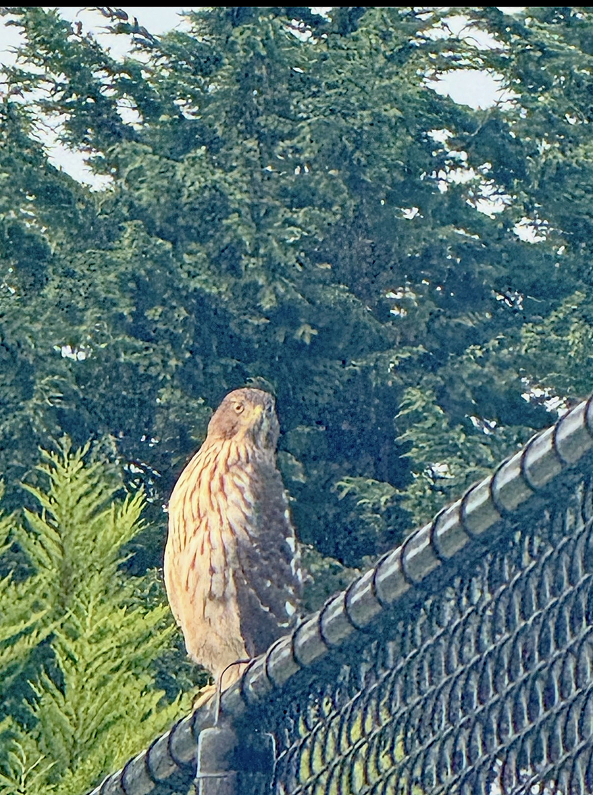 A large bird, possibly a hawk or eagle, perched on a metal fence with evergreen trees in the background.