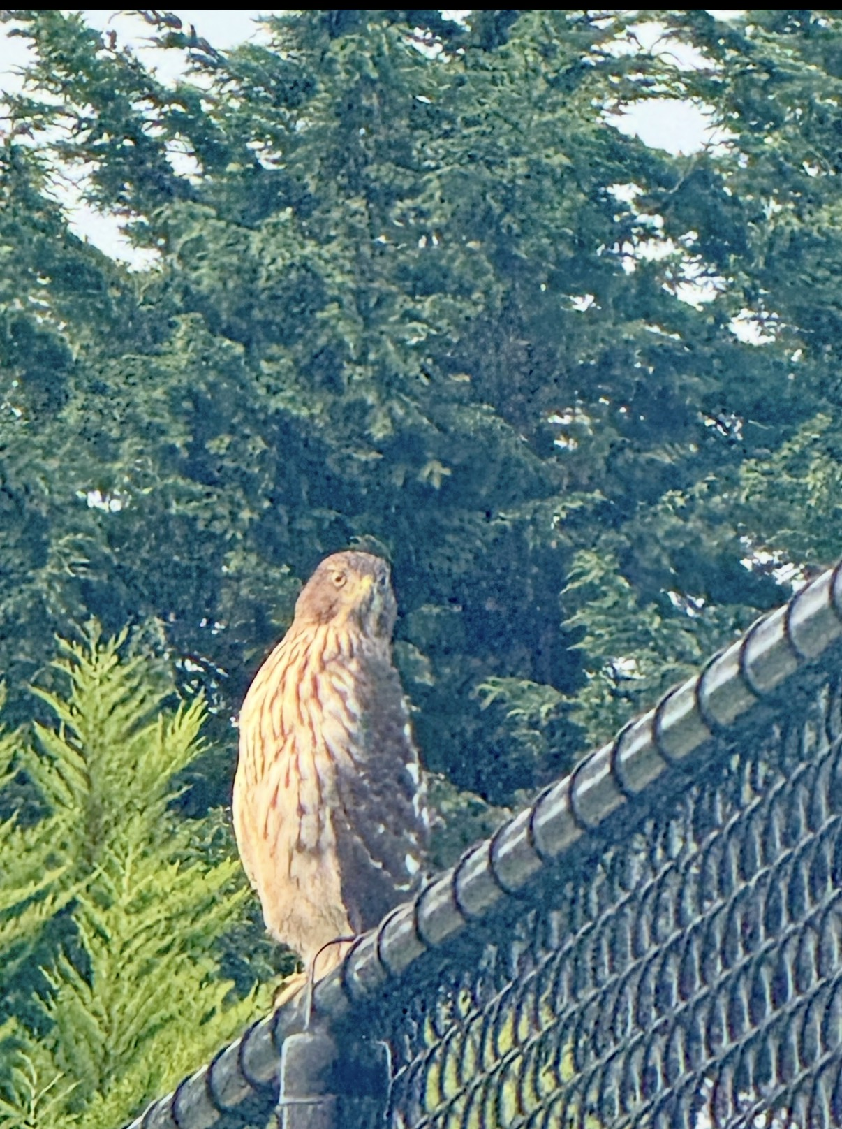 A bird of prey, possibly a hawk or falcon, perched on a metal fence with green trees in the background.