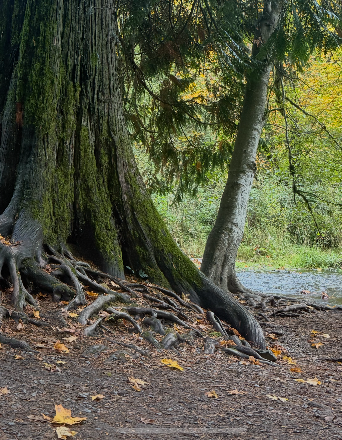 The Individualism Protocol                       (8-Week Build)