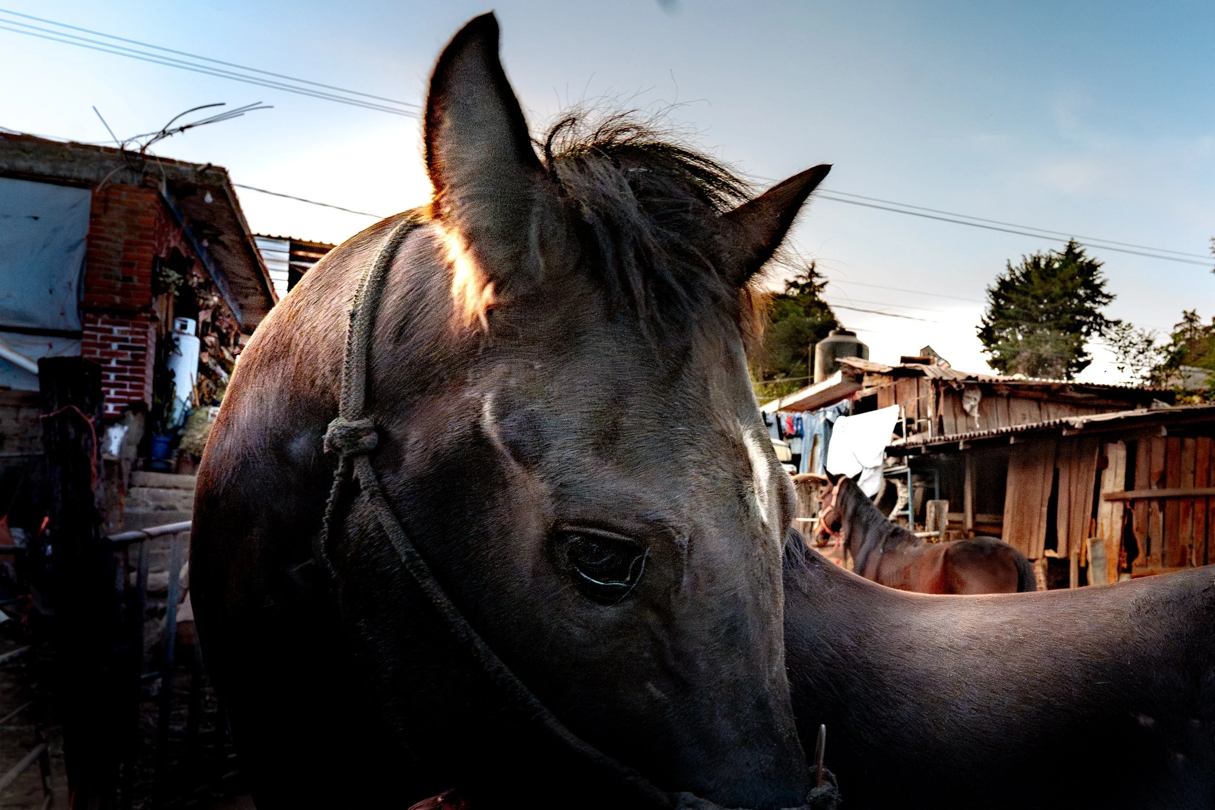 web_export _DSC1352-Enhanced-NR.jpg