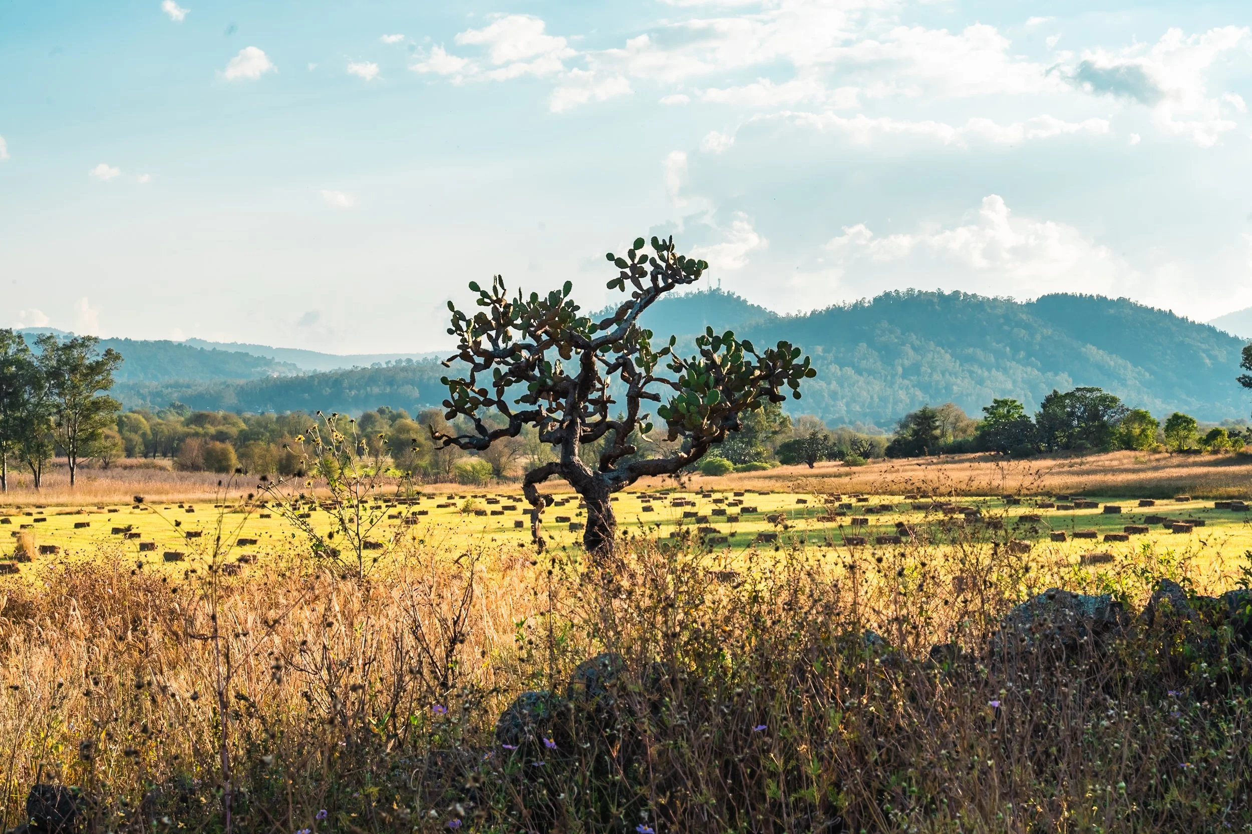 web_export DSC06876-2.jpg